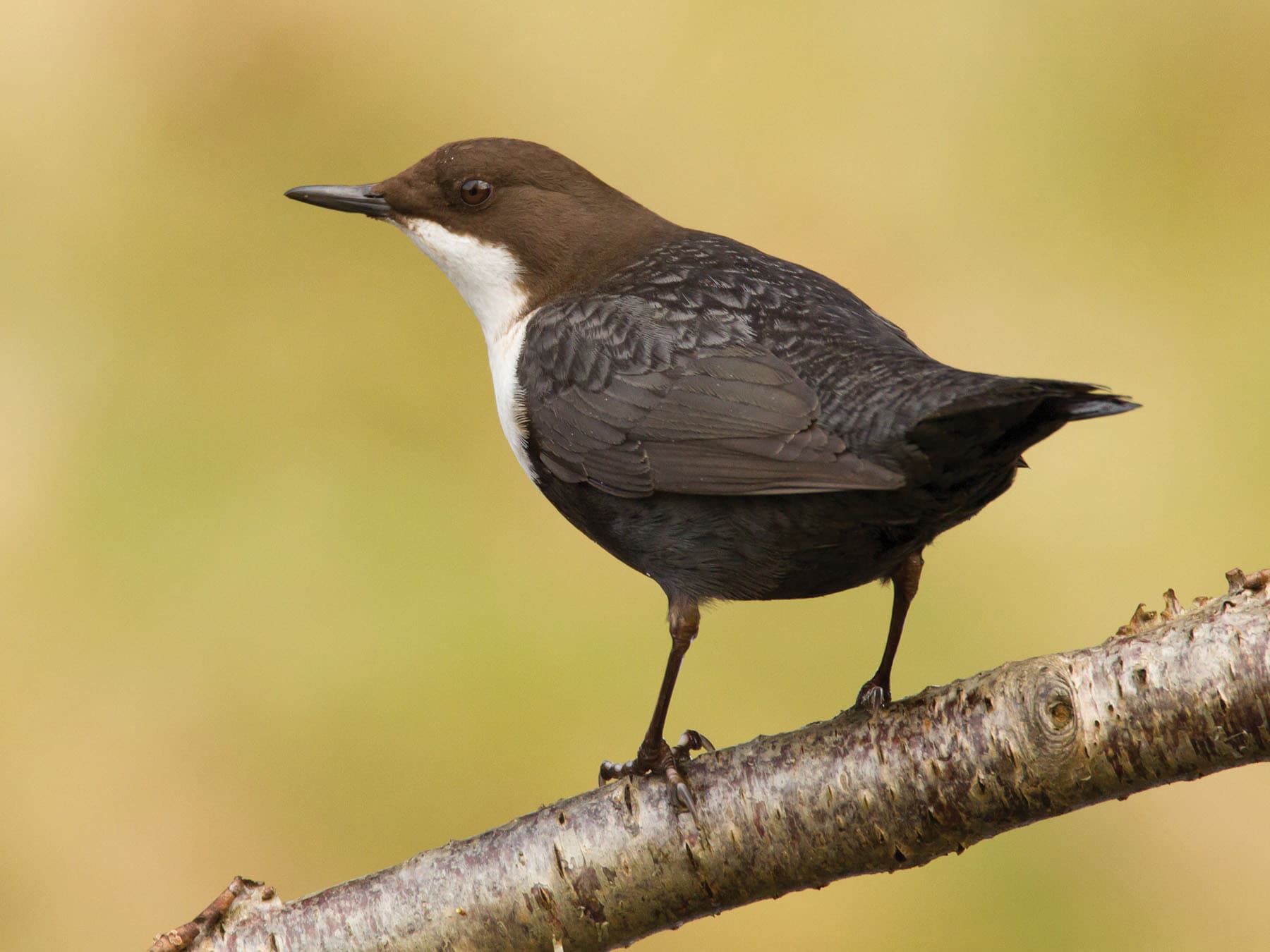 Close up of a Dipper perched on a branch