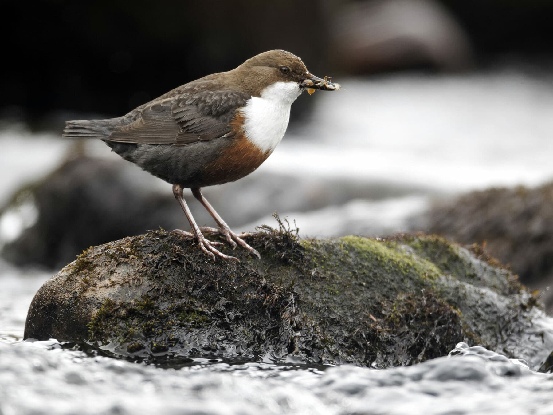 Close up of a Dipper with freshly caught prey in its beak