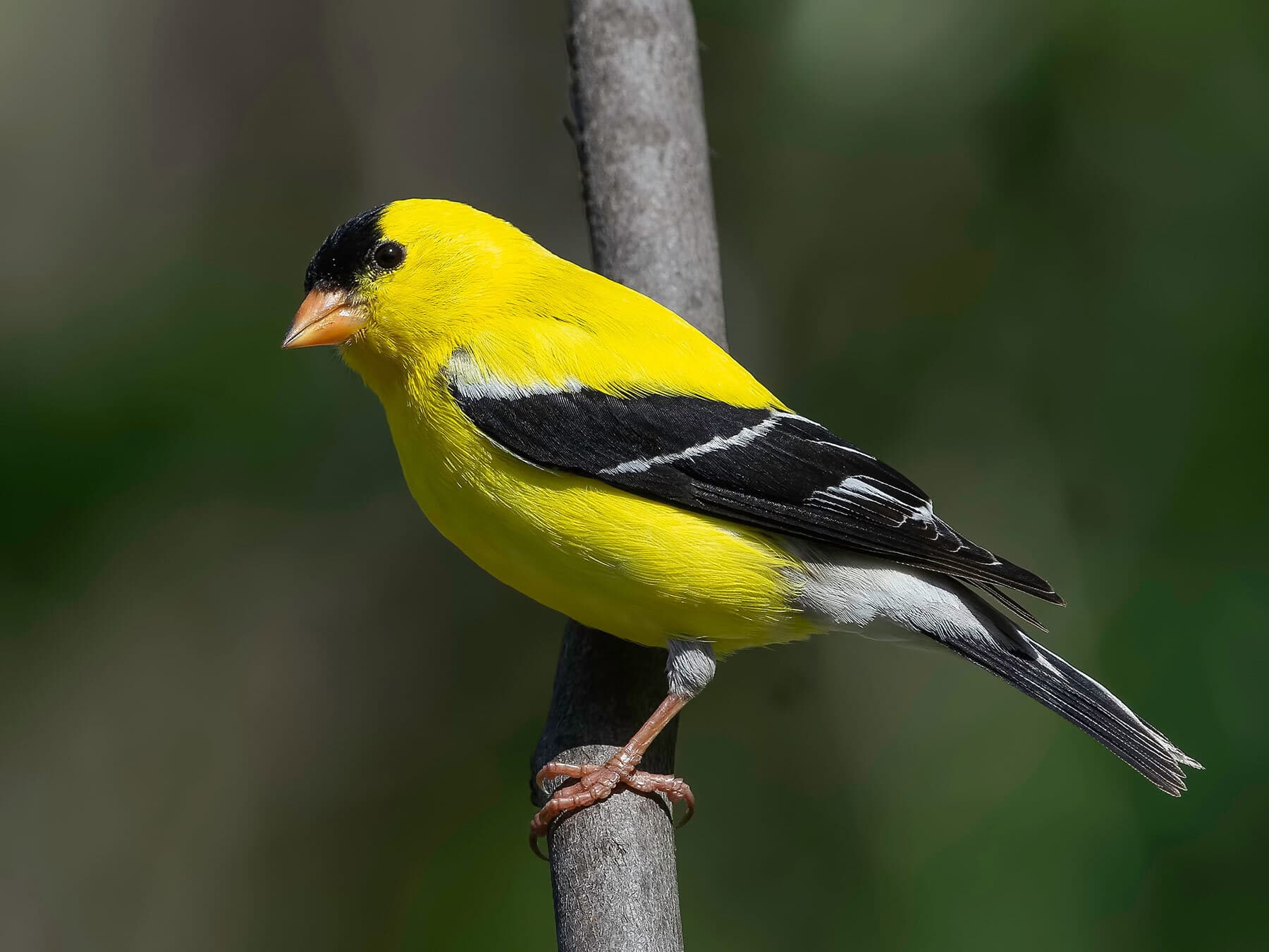 Do American Goldfinches Migrate?