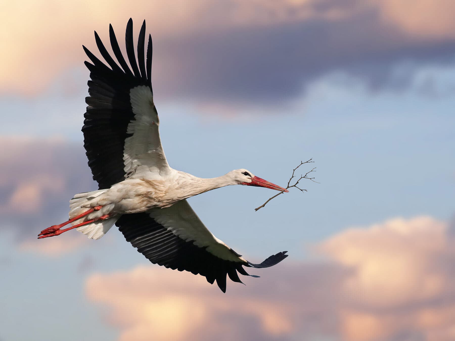 Do Birds Have Hollow Bones? (All You Need To Know)