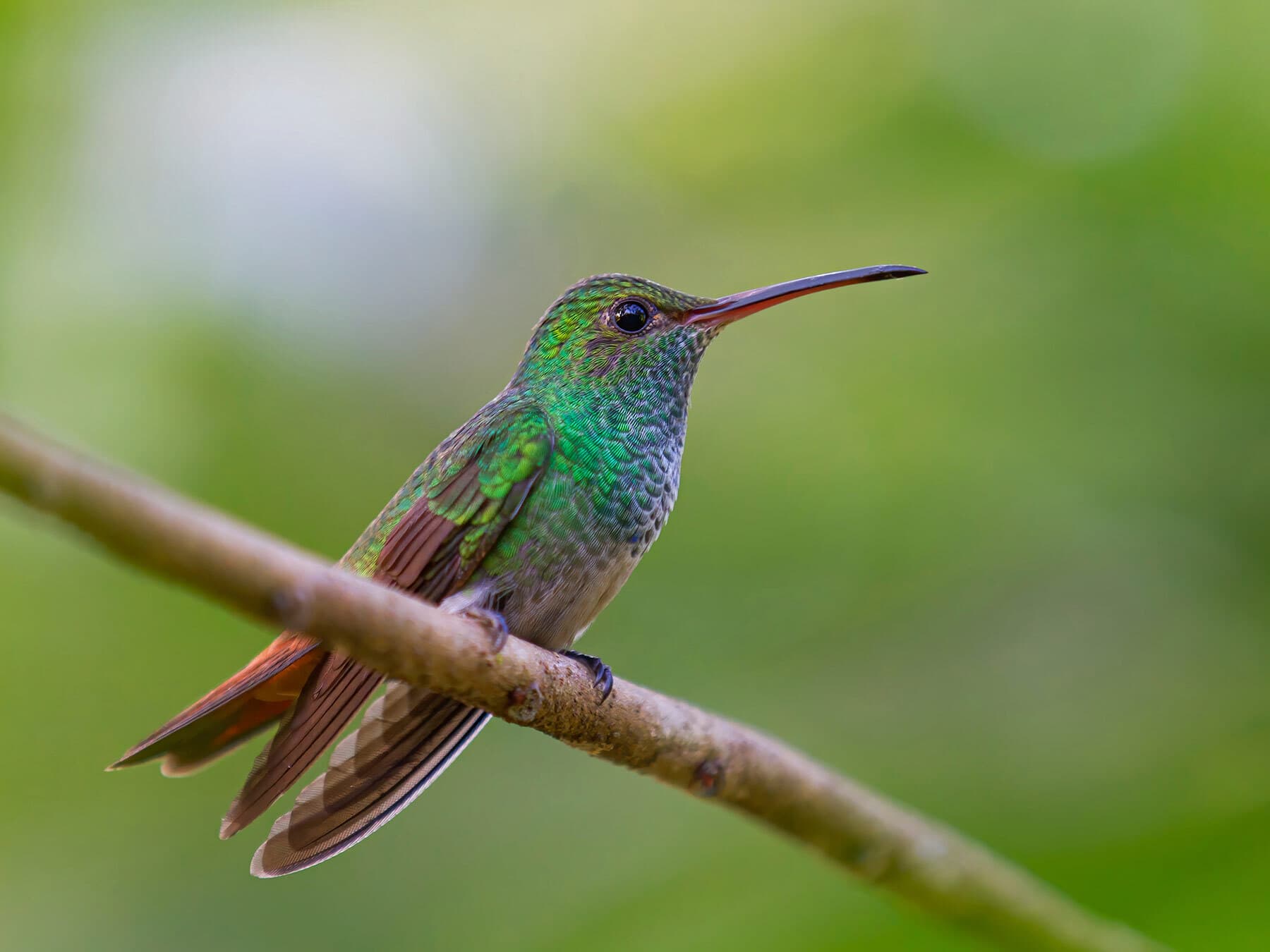 Do Birds Hibernate? (Surprising Answer)