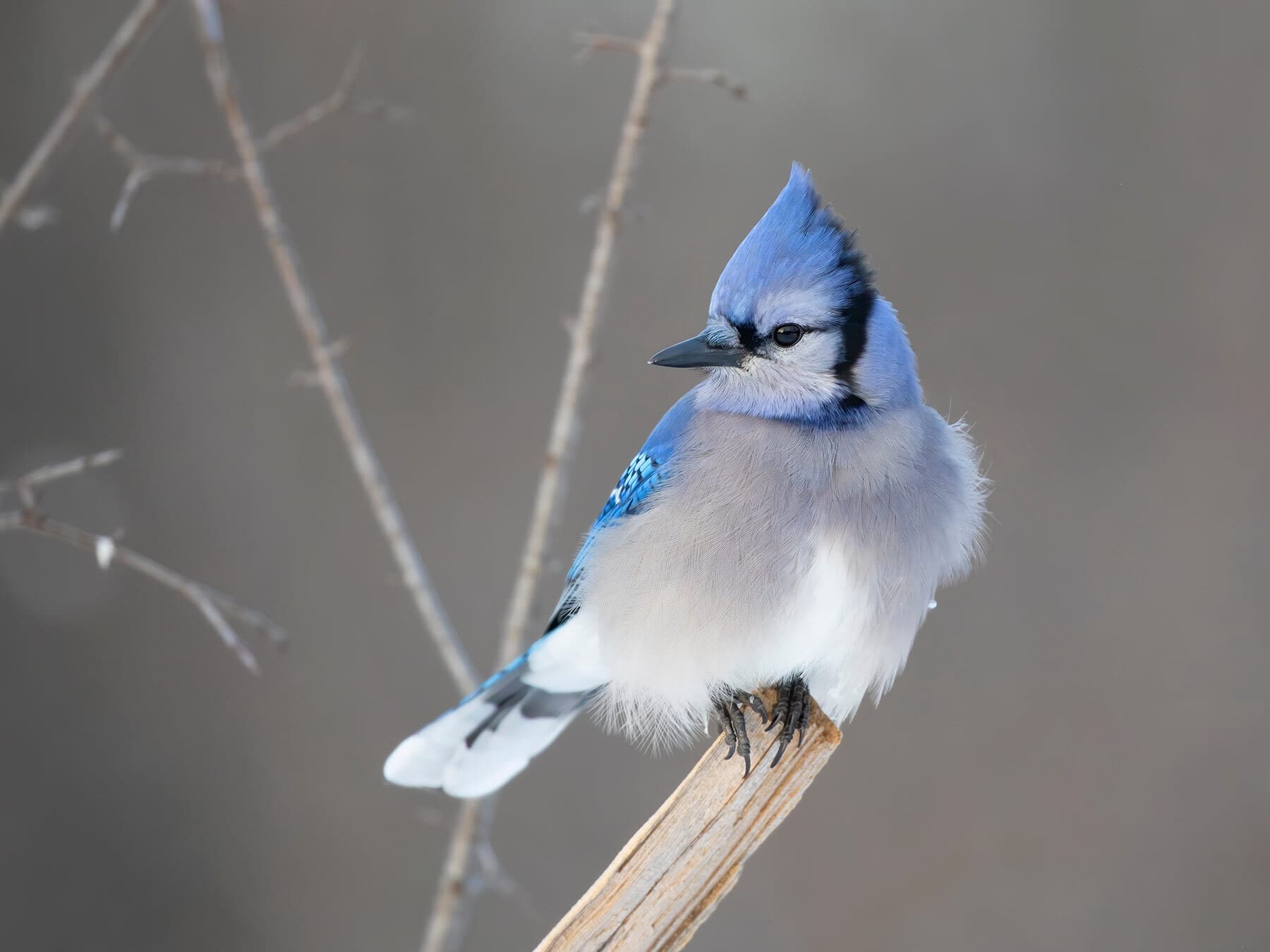 Do Blue Jays Migrate?