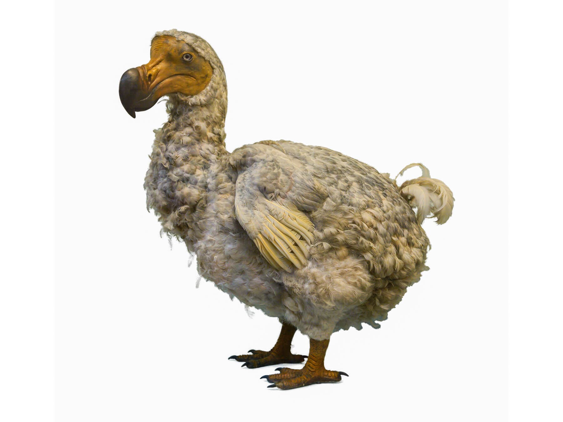 A modern mock up of a Dodo