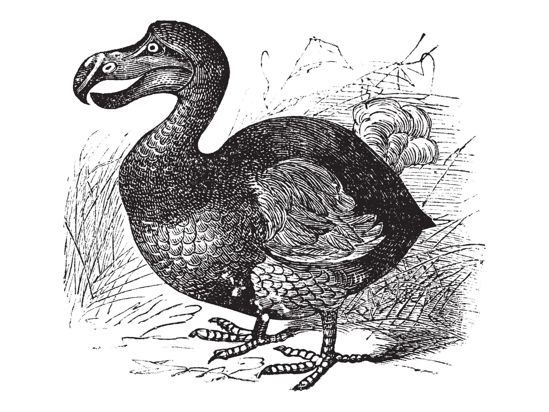 An old illustration of a Dodo bird