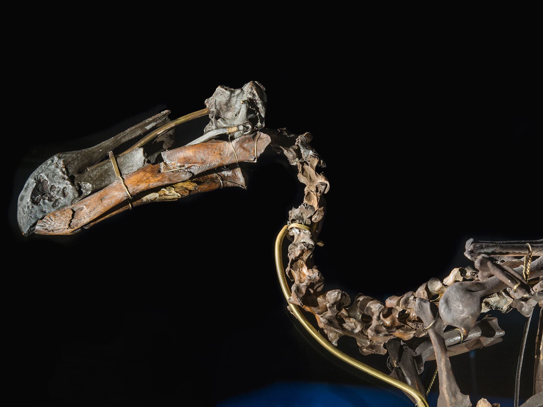 The skeleton of a Dodo