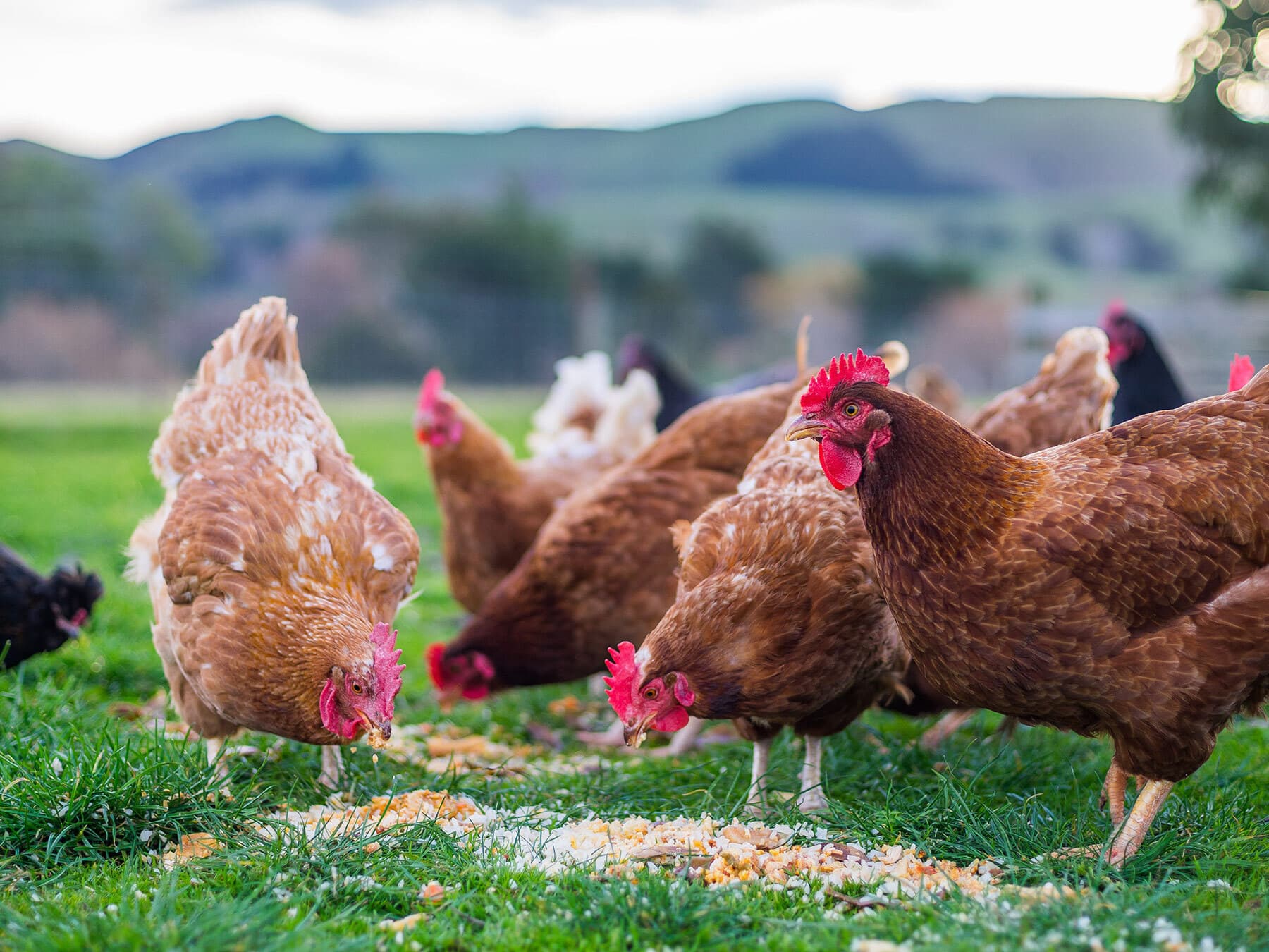 Domestic chickens feeding