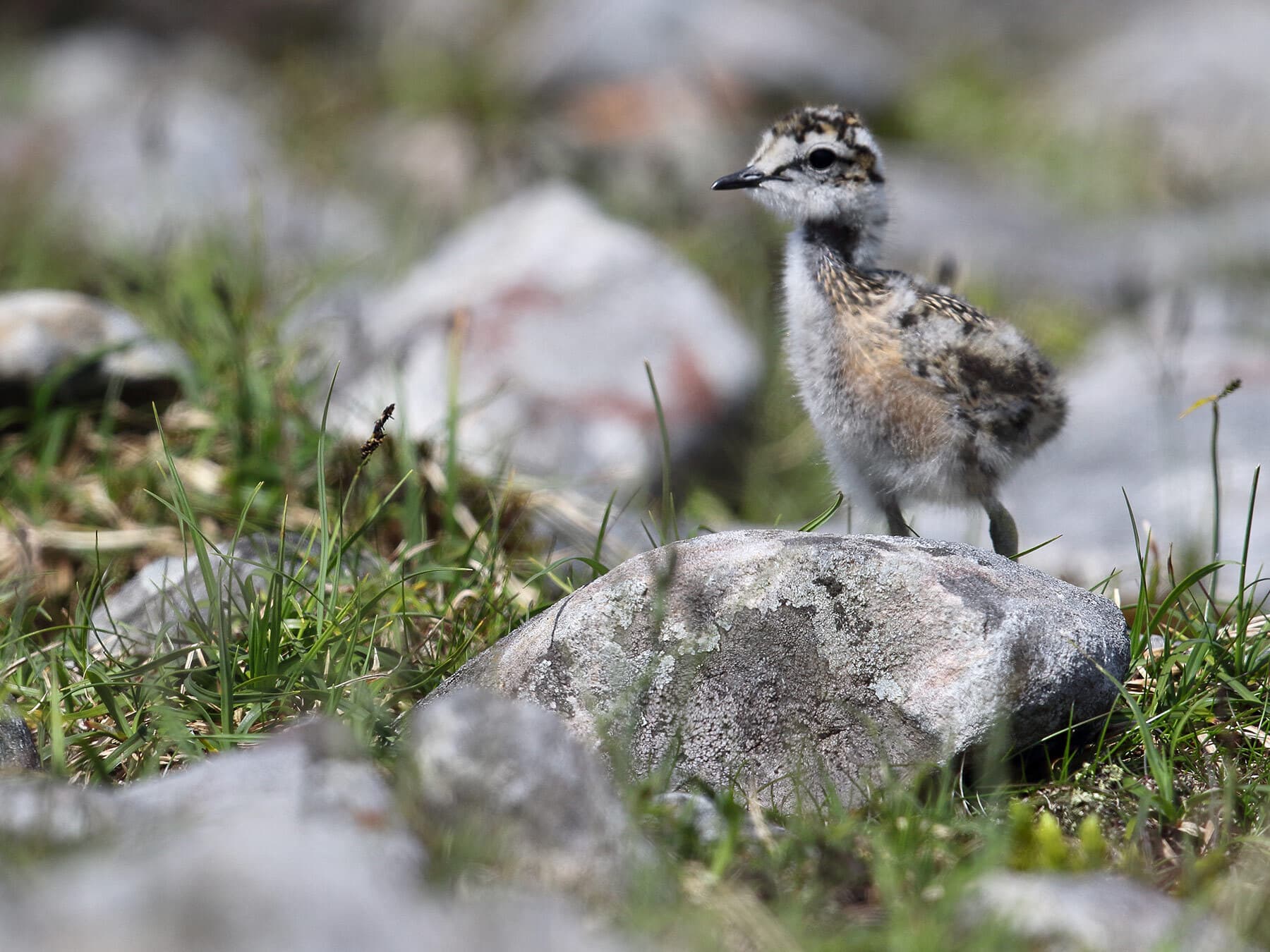 Dotterel chick