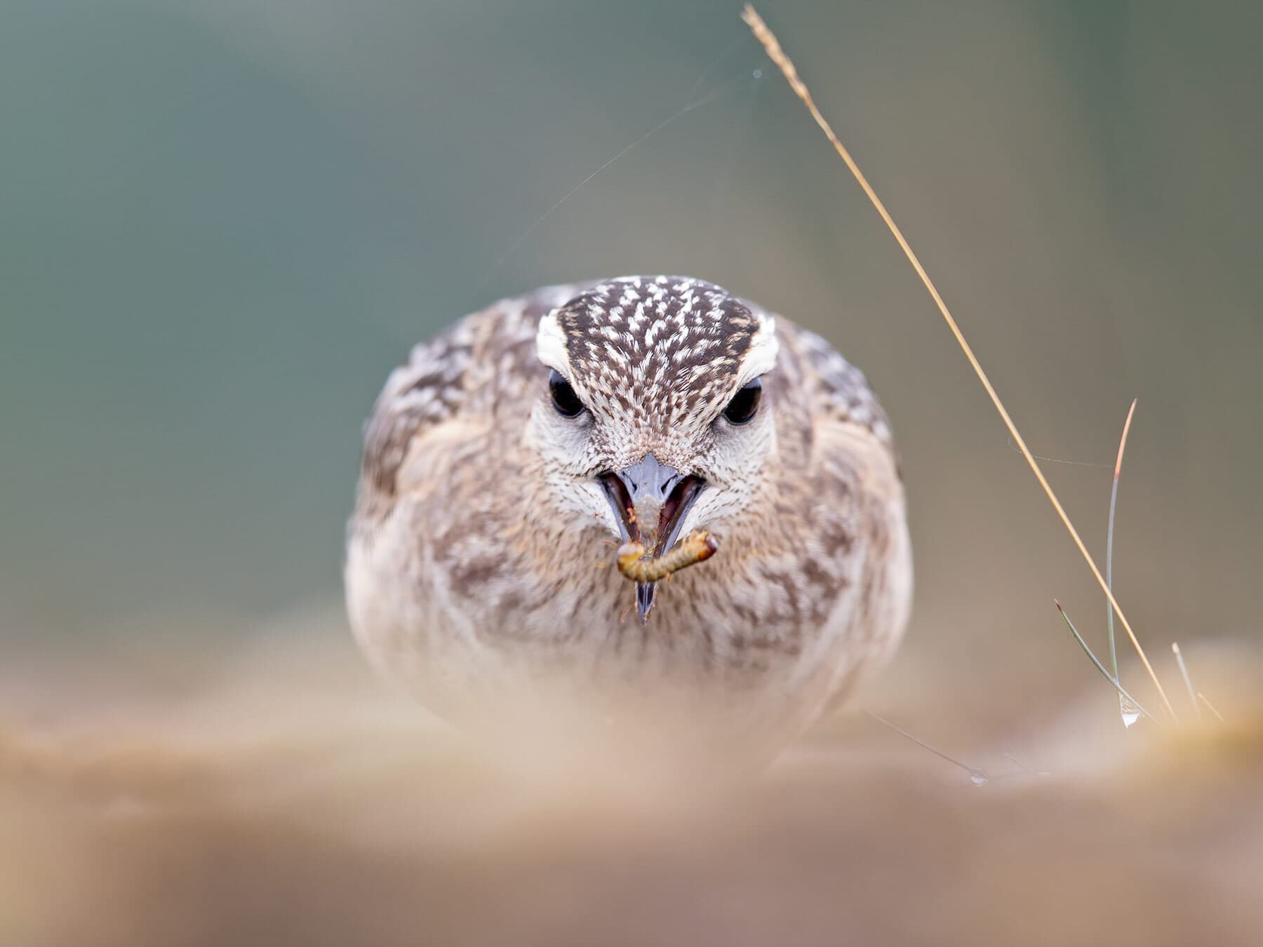 Close up of a juvenile Dotterel eating an insect