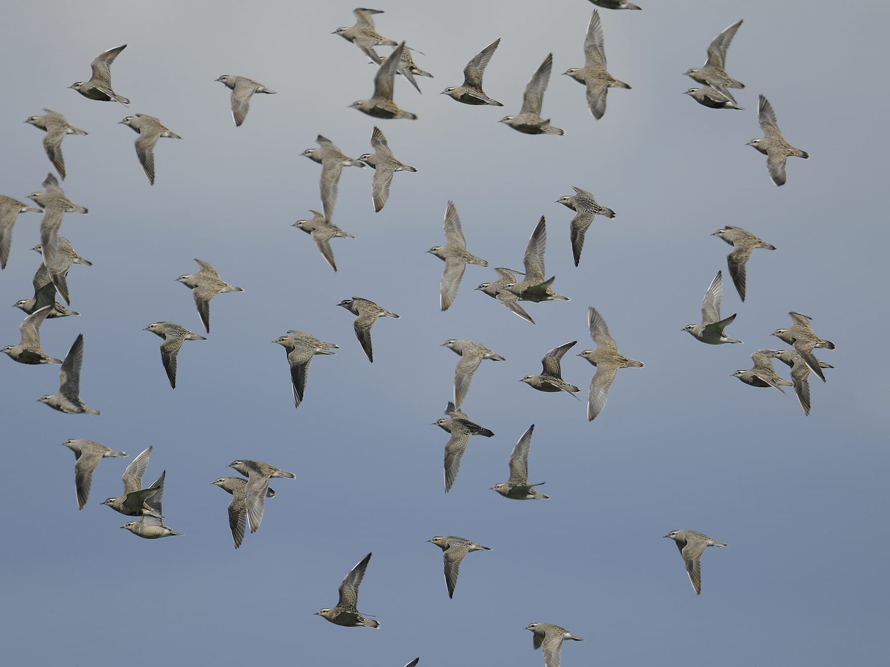 A flock of dotterels in flight