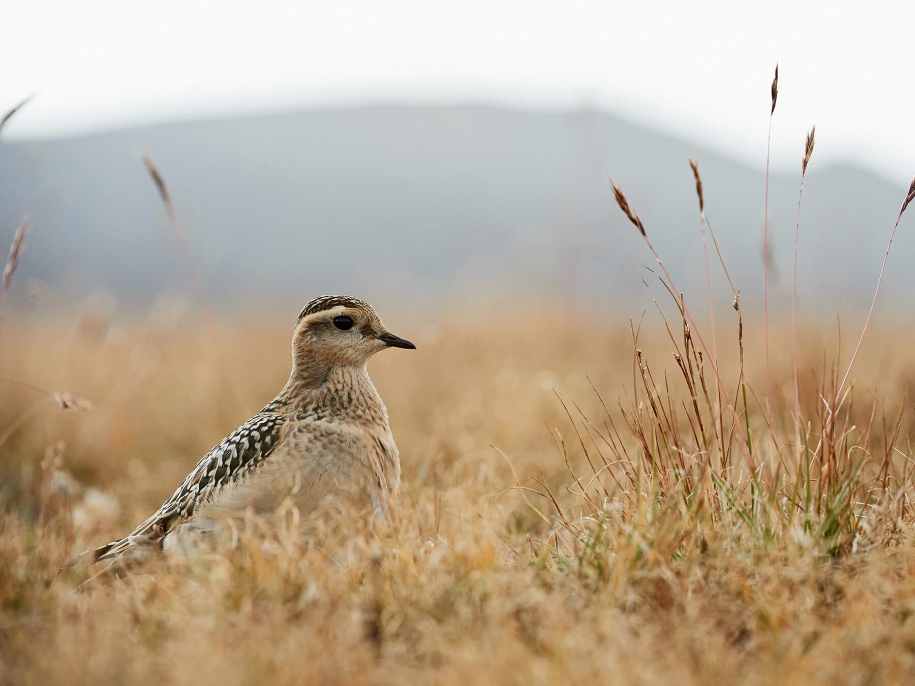 A dotterel in the low grass