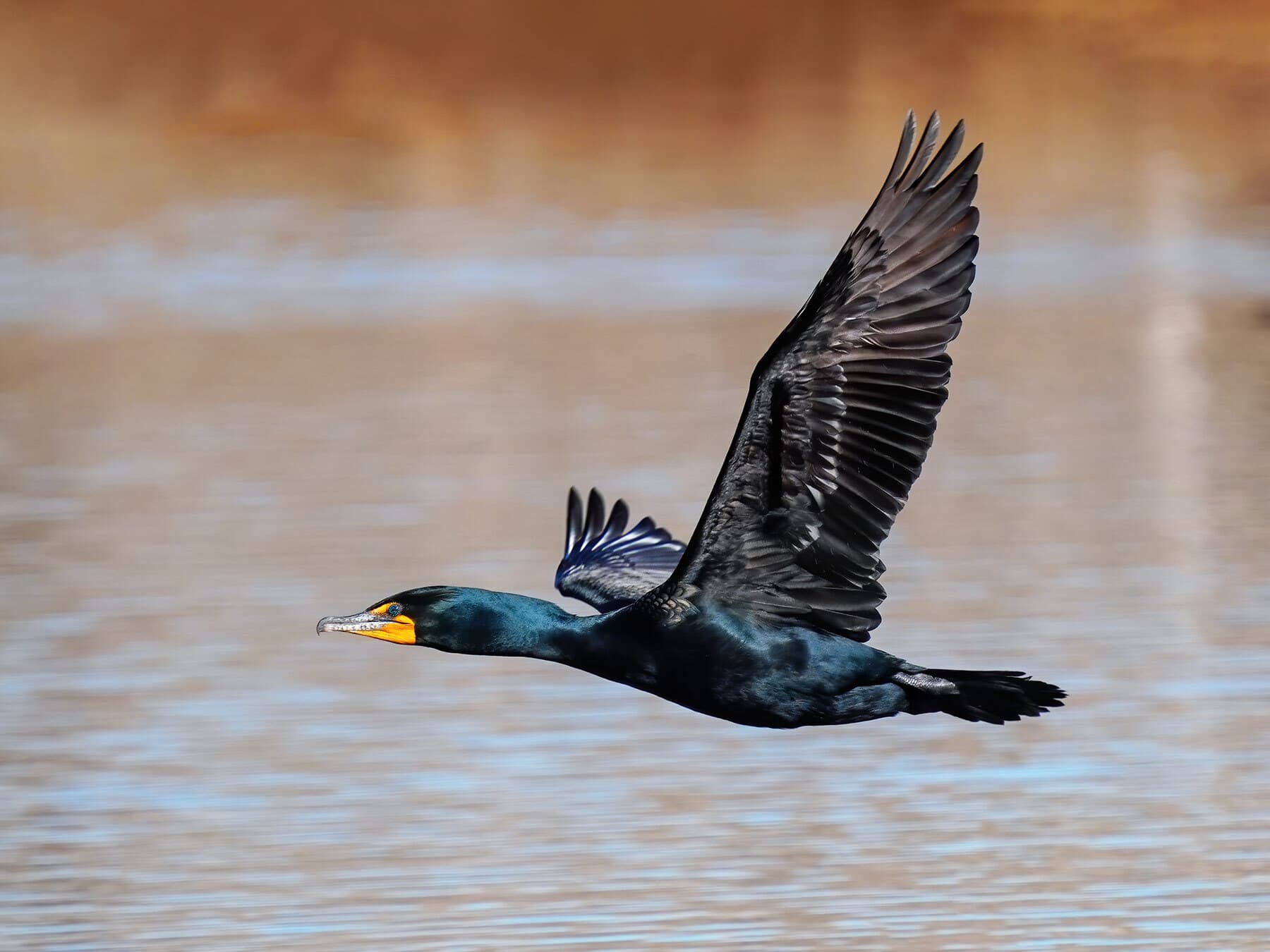 Double crested cormorant