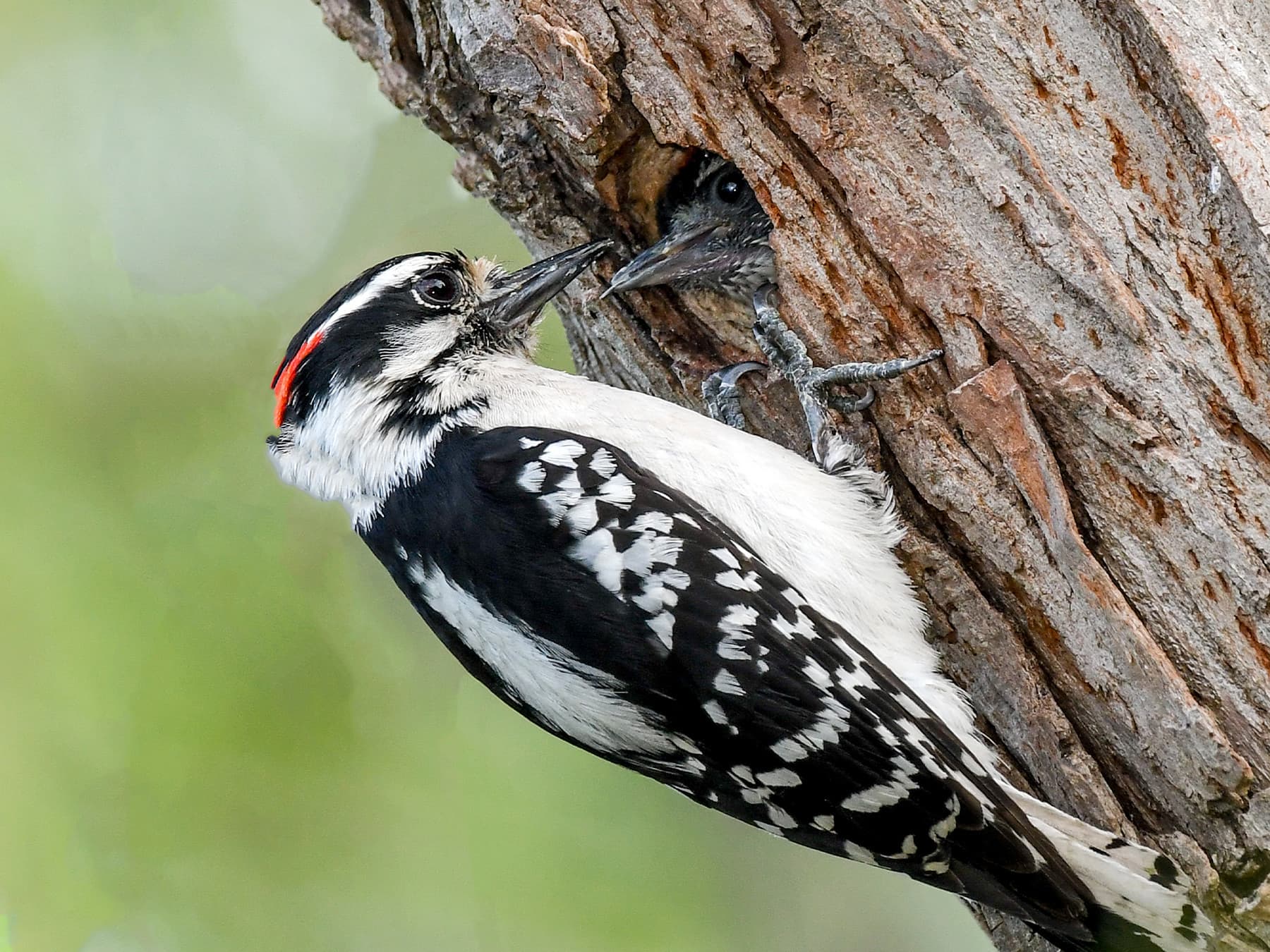 Downy Woodpecker feeding his young at the nest