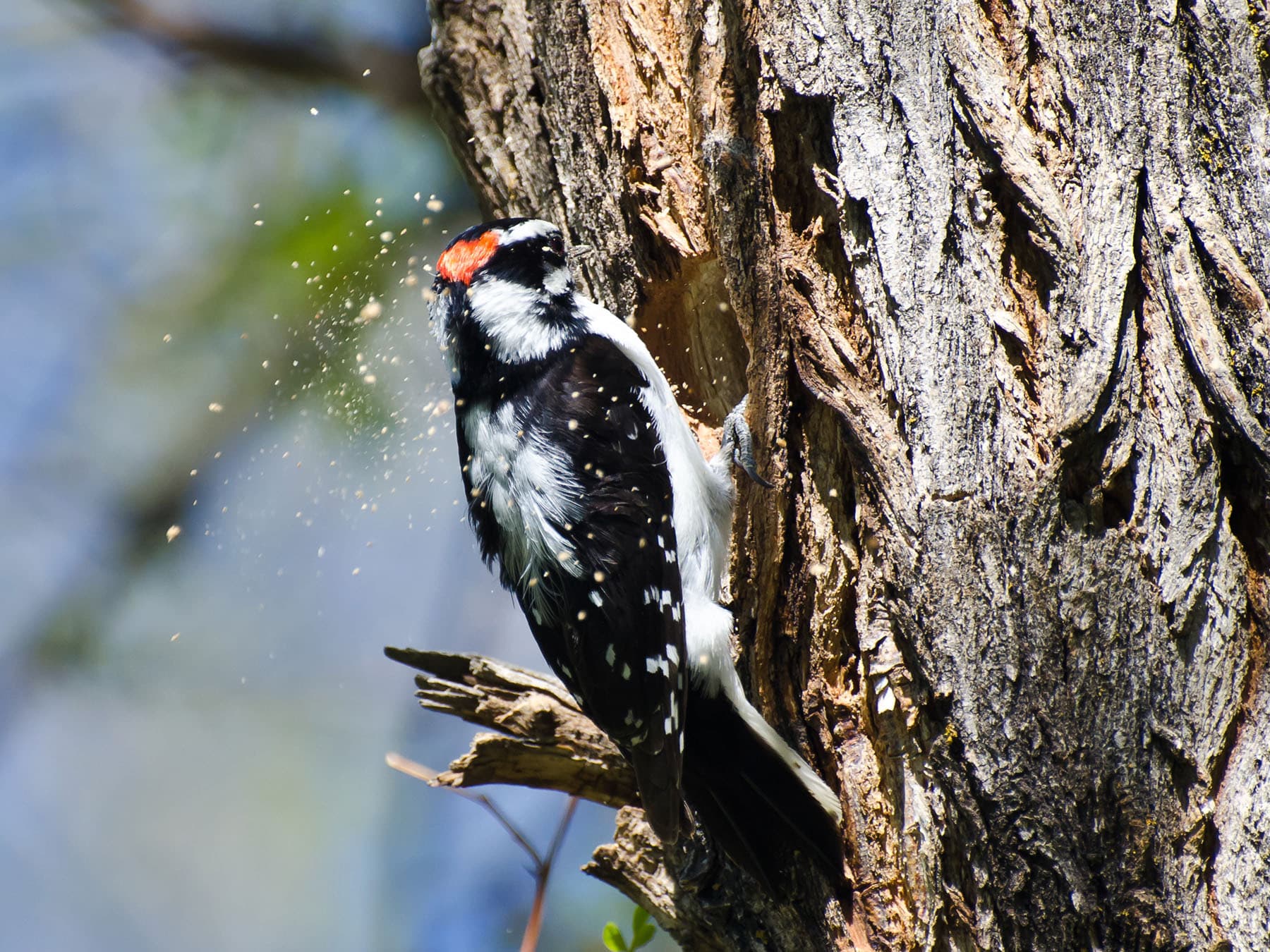 Downy woodpecker building nest