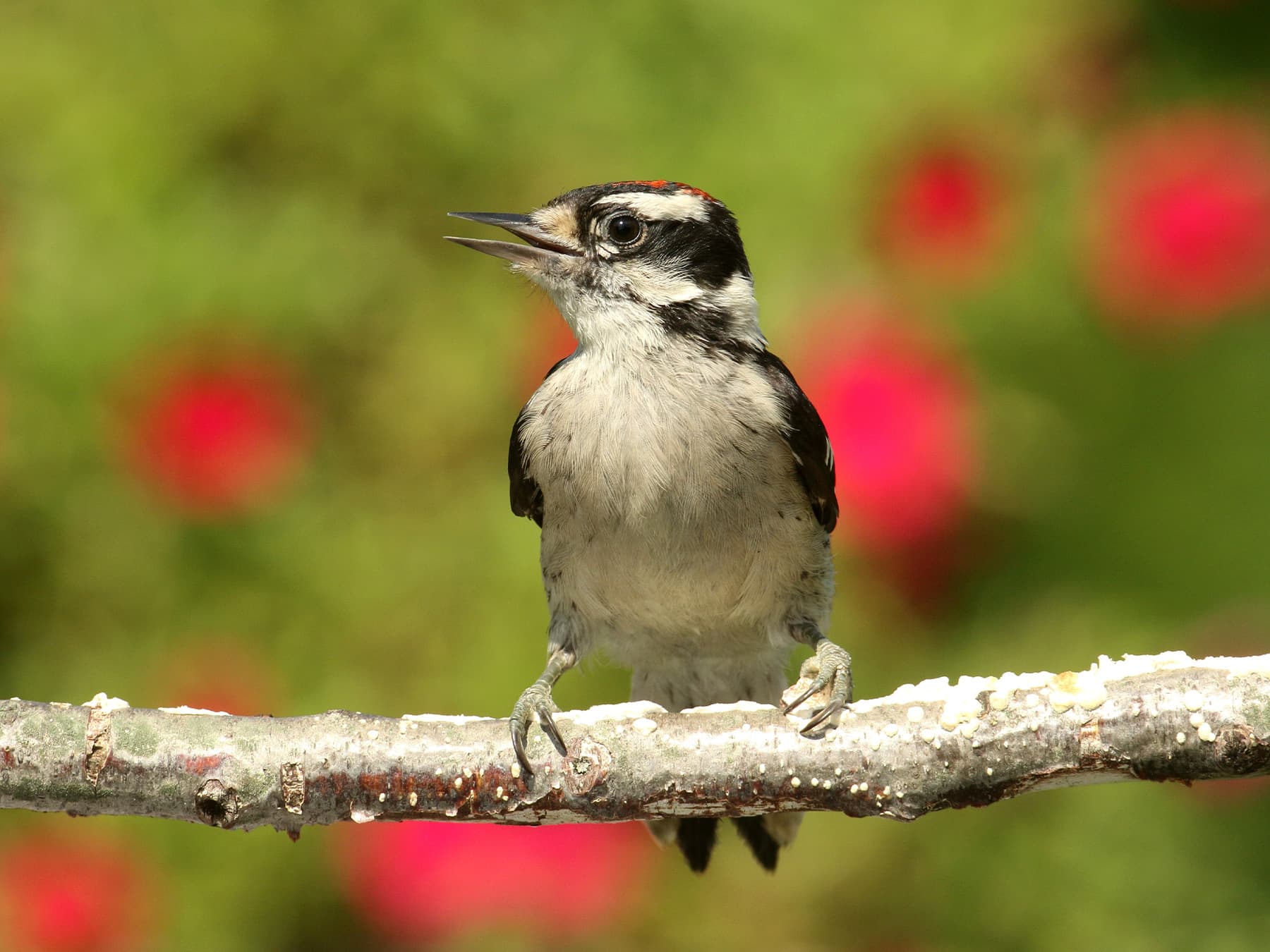 Downy Woodpecker sitting on a branch calling