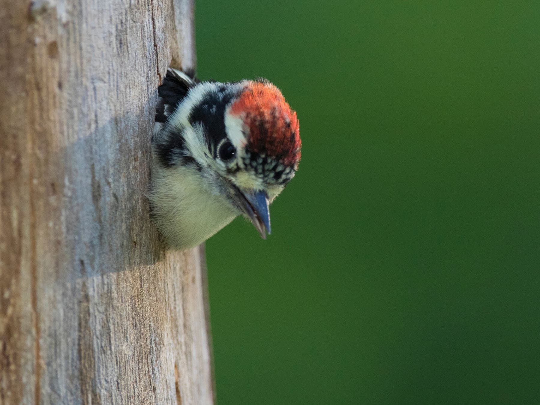 Downy woodpecker chick nest