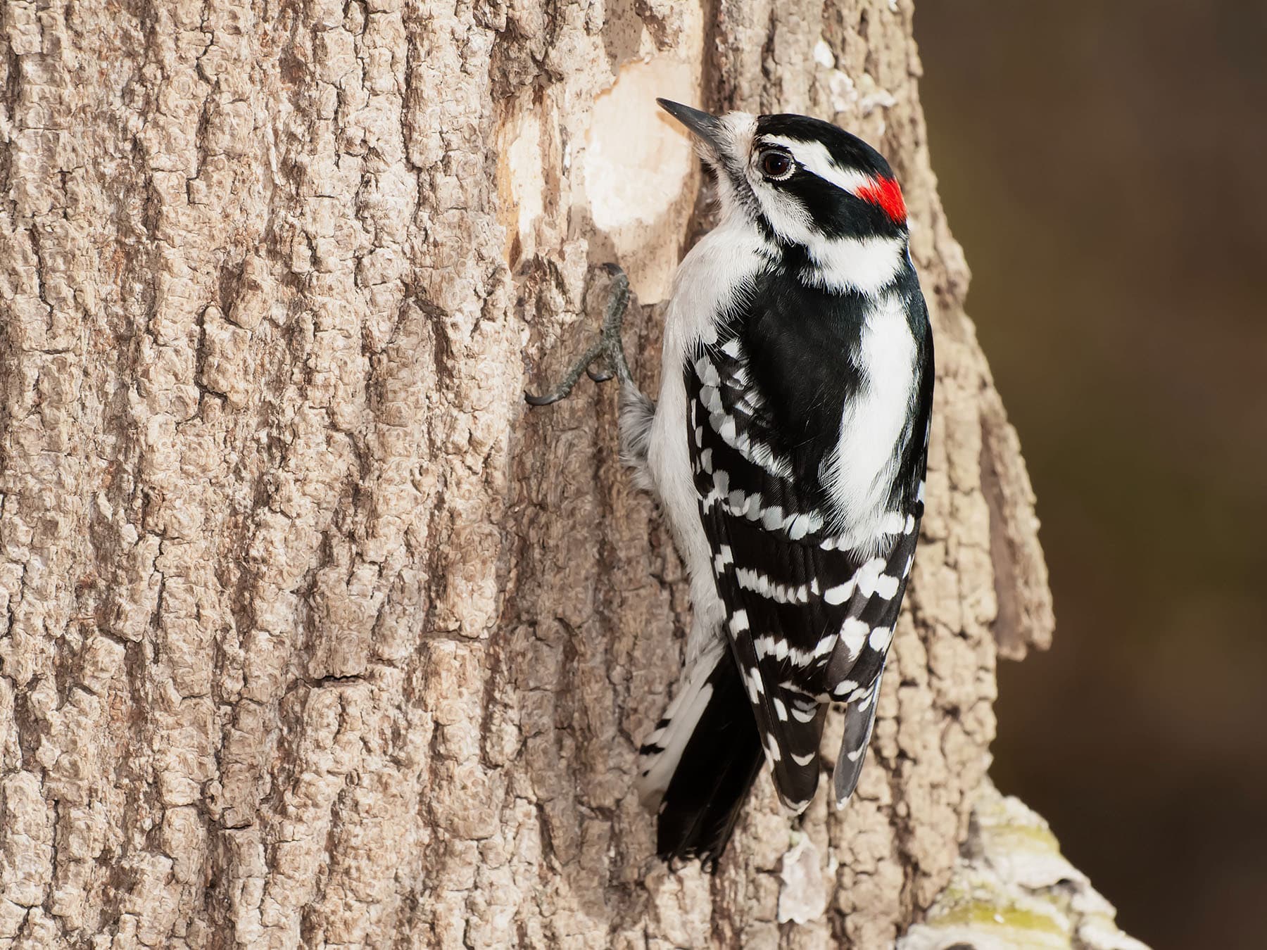 Downy Woodpecker Male