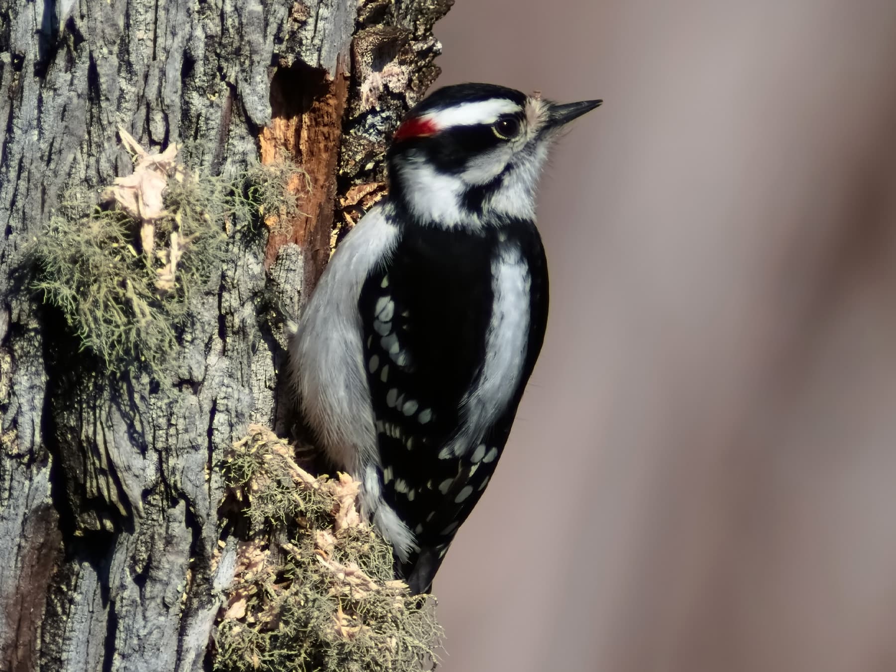 Downy Woodpecker excavating nest cavity