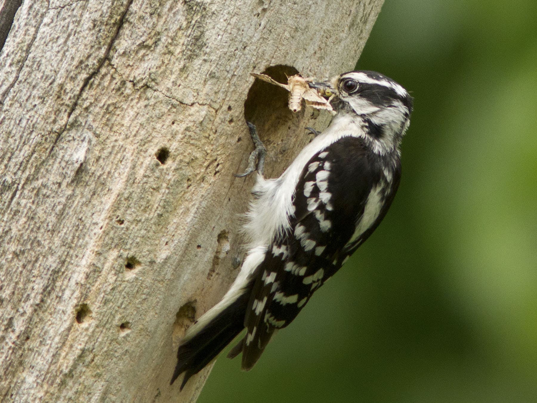 Downy woodpecker feeding chicks