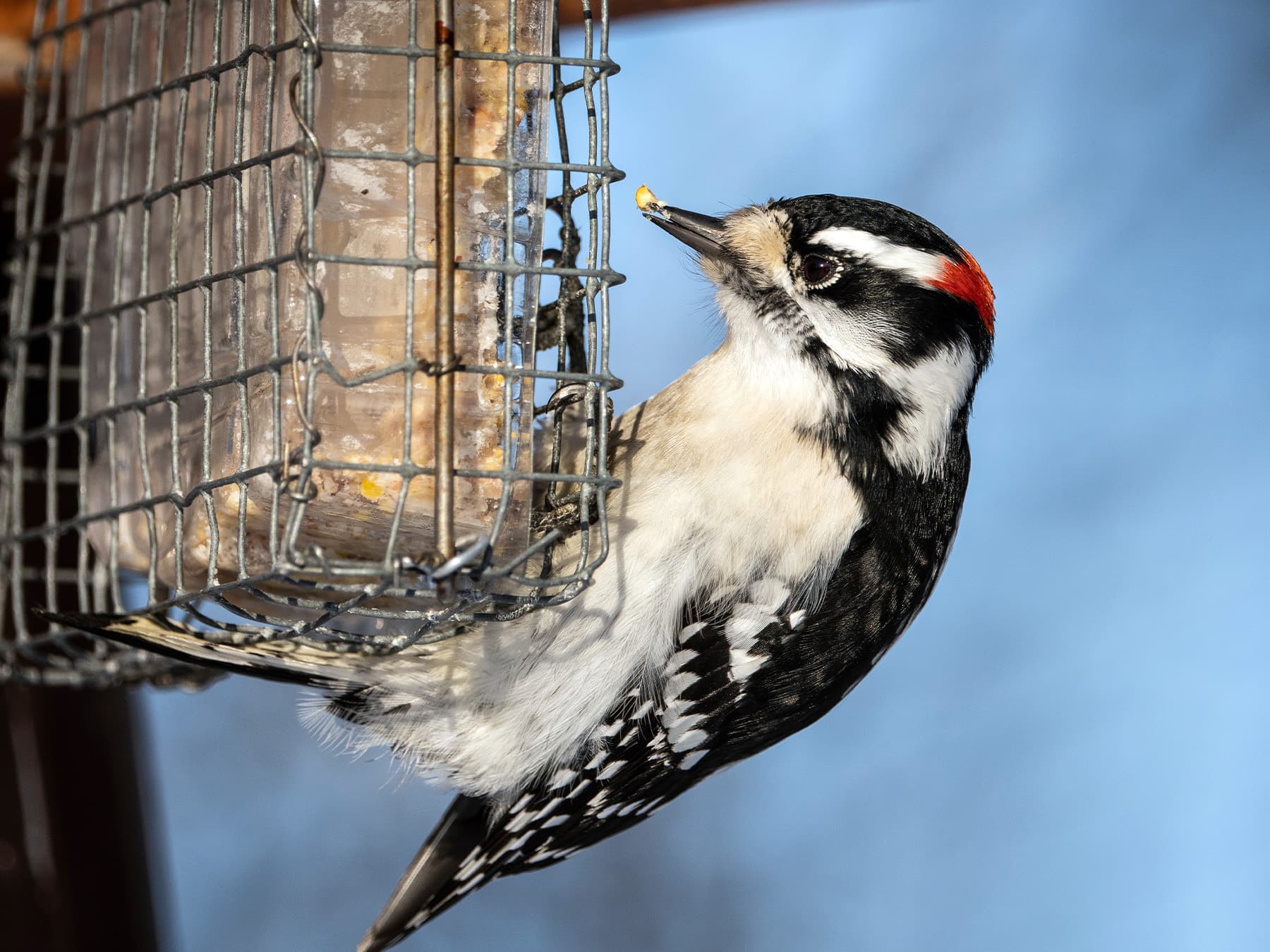 Downy Woodpecker feeding on suet from a garden feeder