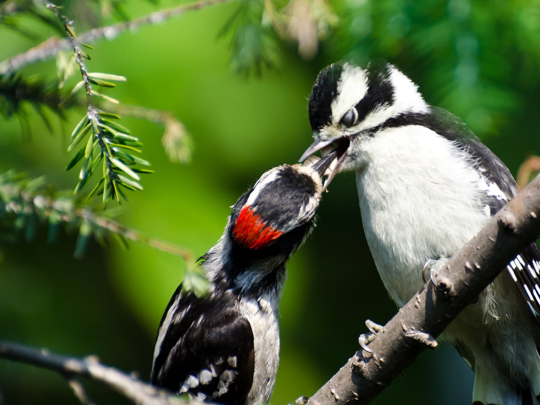 Downy Woodpecker feeding his young