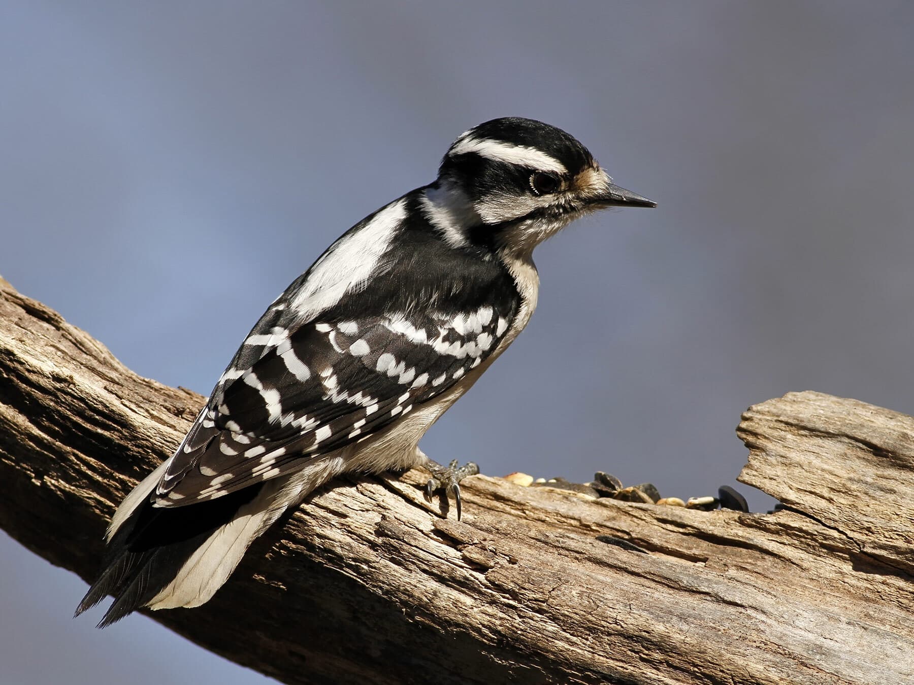 Downy woodpecker female