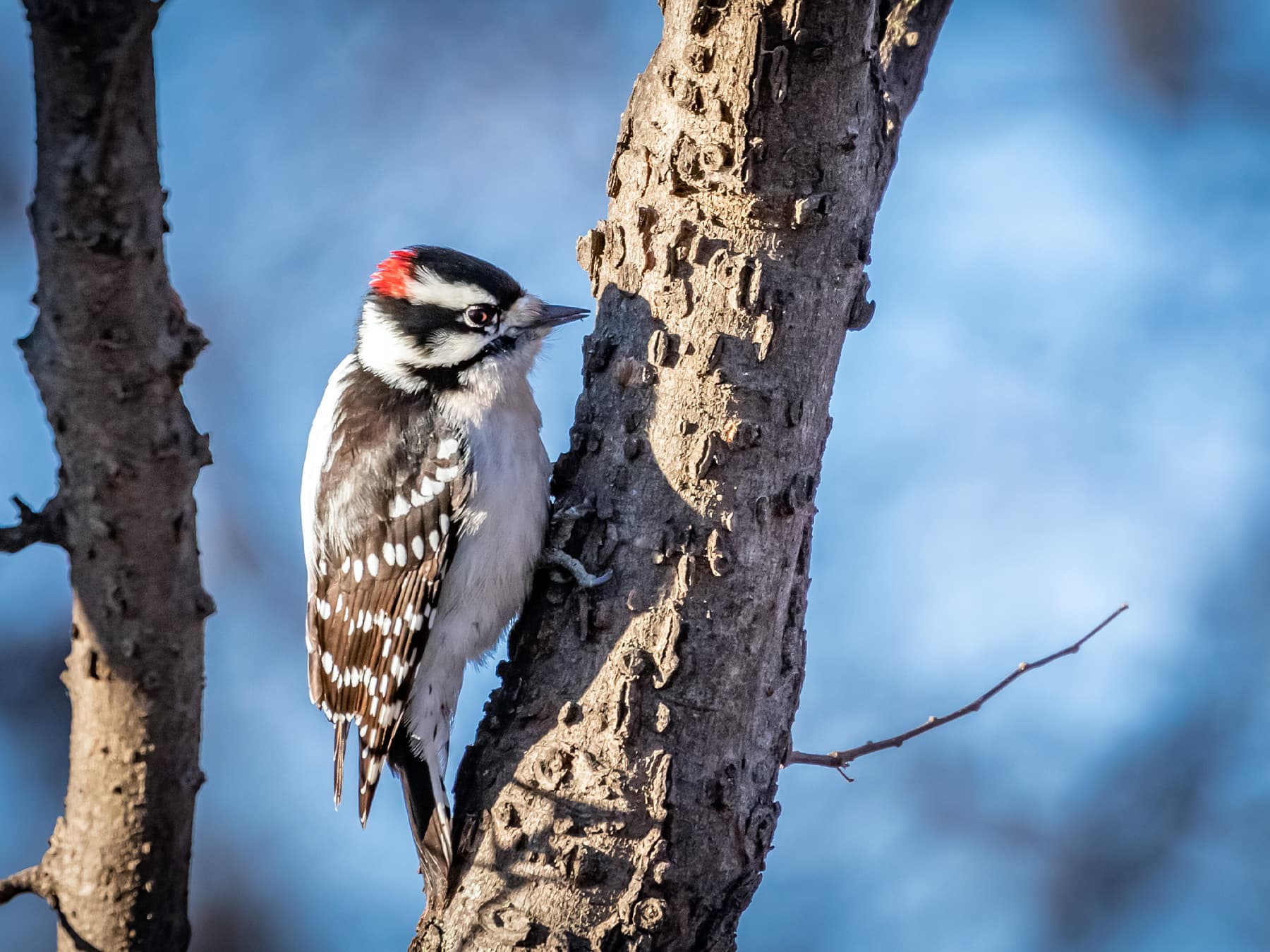 Downy Woodpecker foraging on tree bark for insects