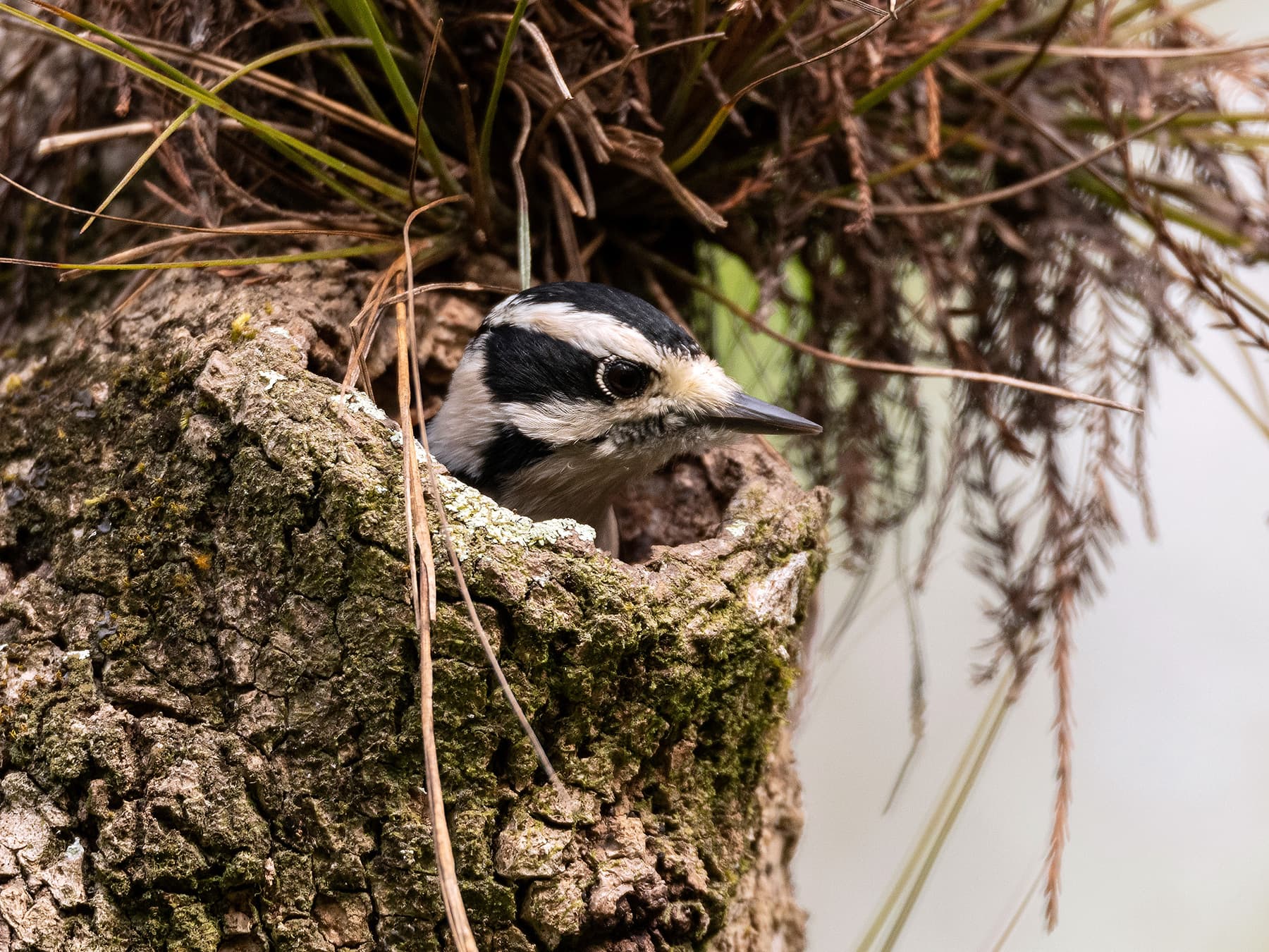 Downy Woodpecker looking out from its nest hole