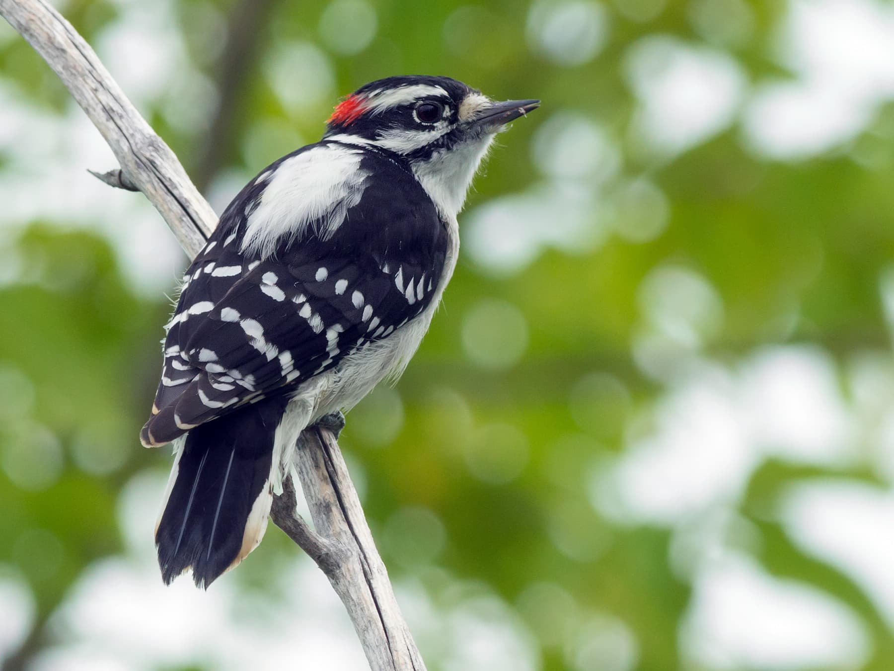 Downy Woodpecker in natural woodland habitat