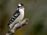 Downy Woodpecker
