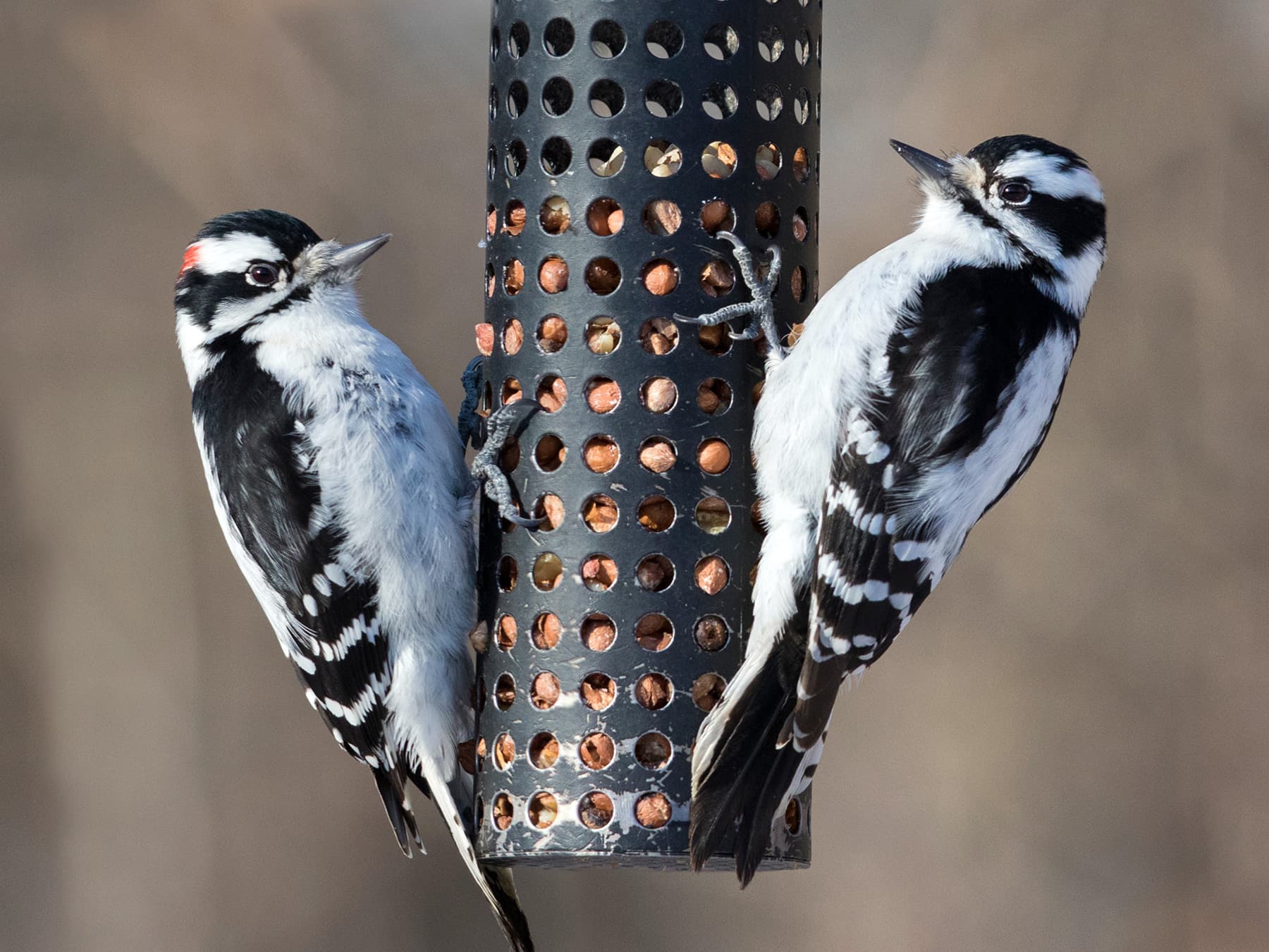 Downy Woodpeckers male (left) and female (right) feeding from a garden feeder