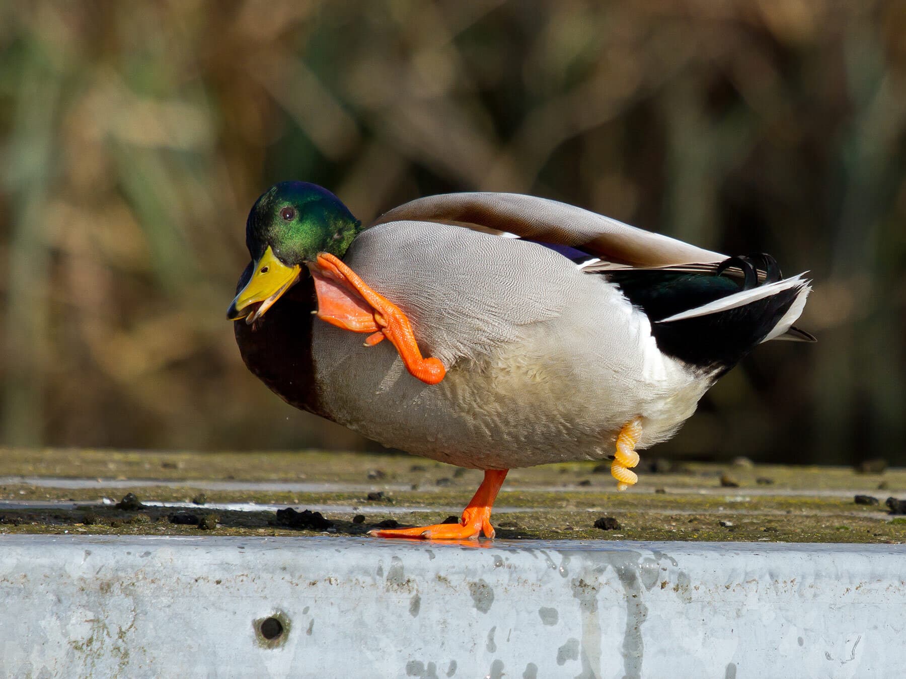 Duck corkscrew penis