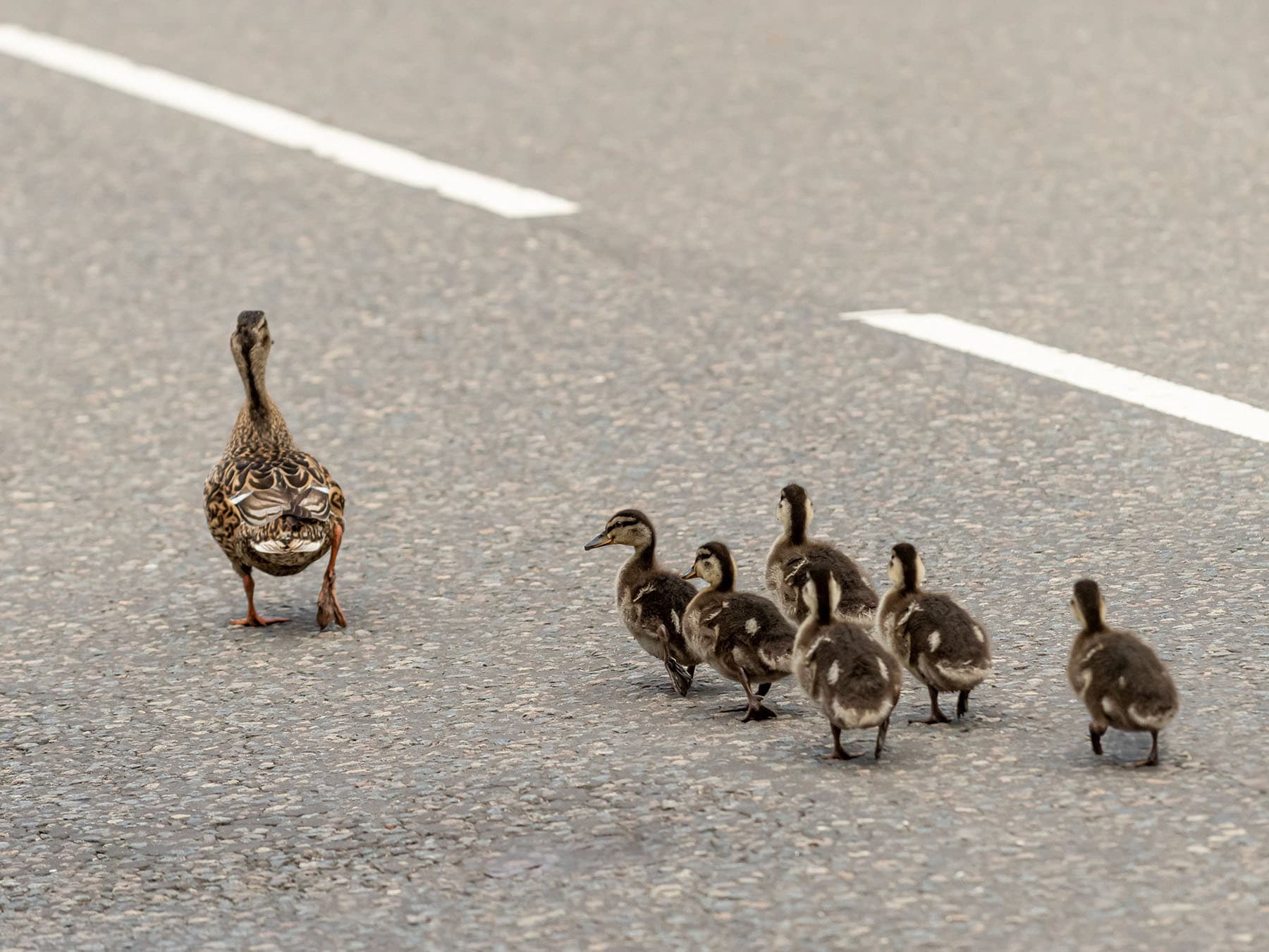 Duck family crossing the road