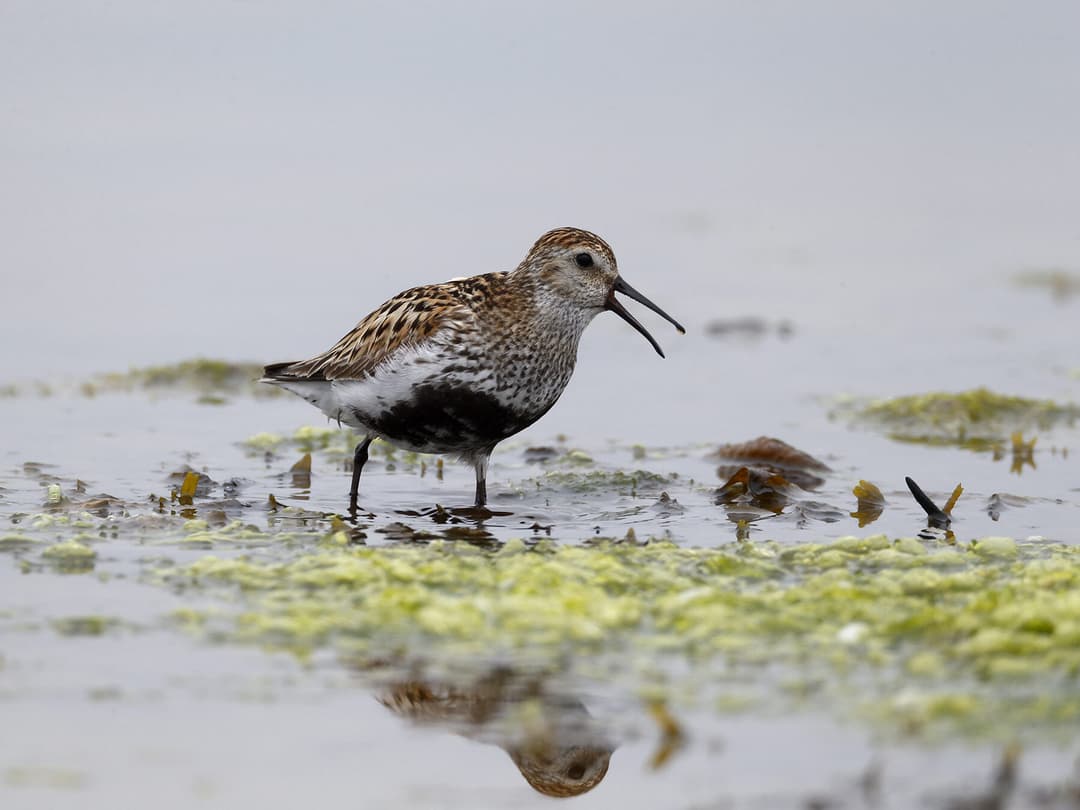 Dunlin | Birdfact