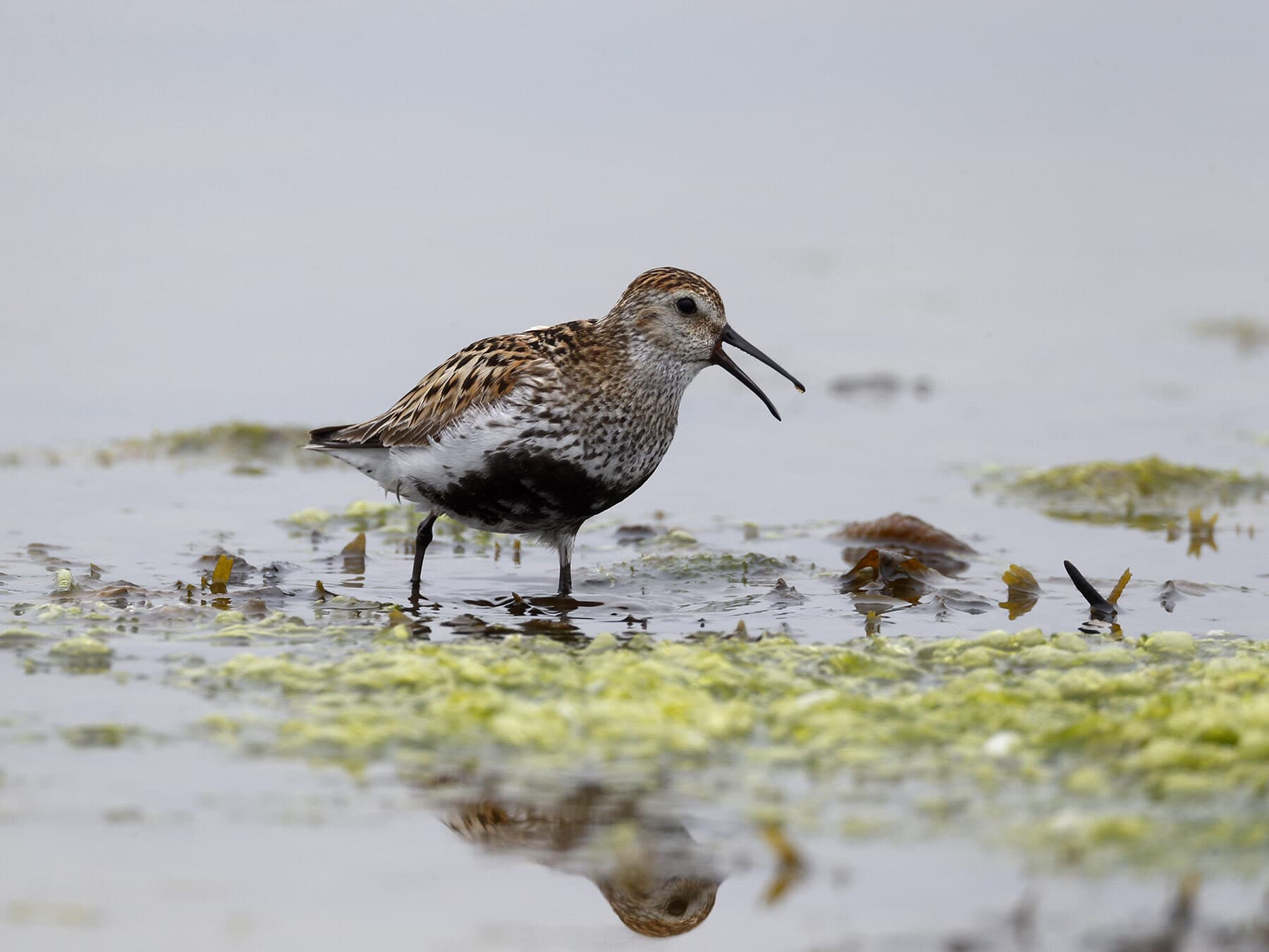 Dunlin calling from shallow water