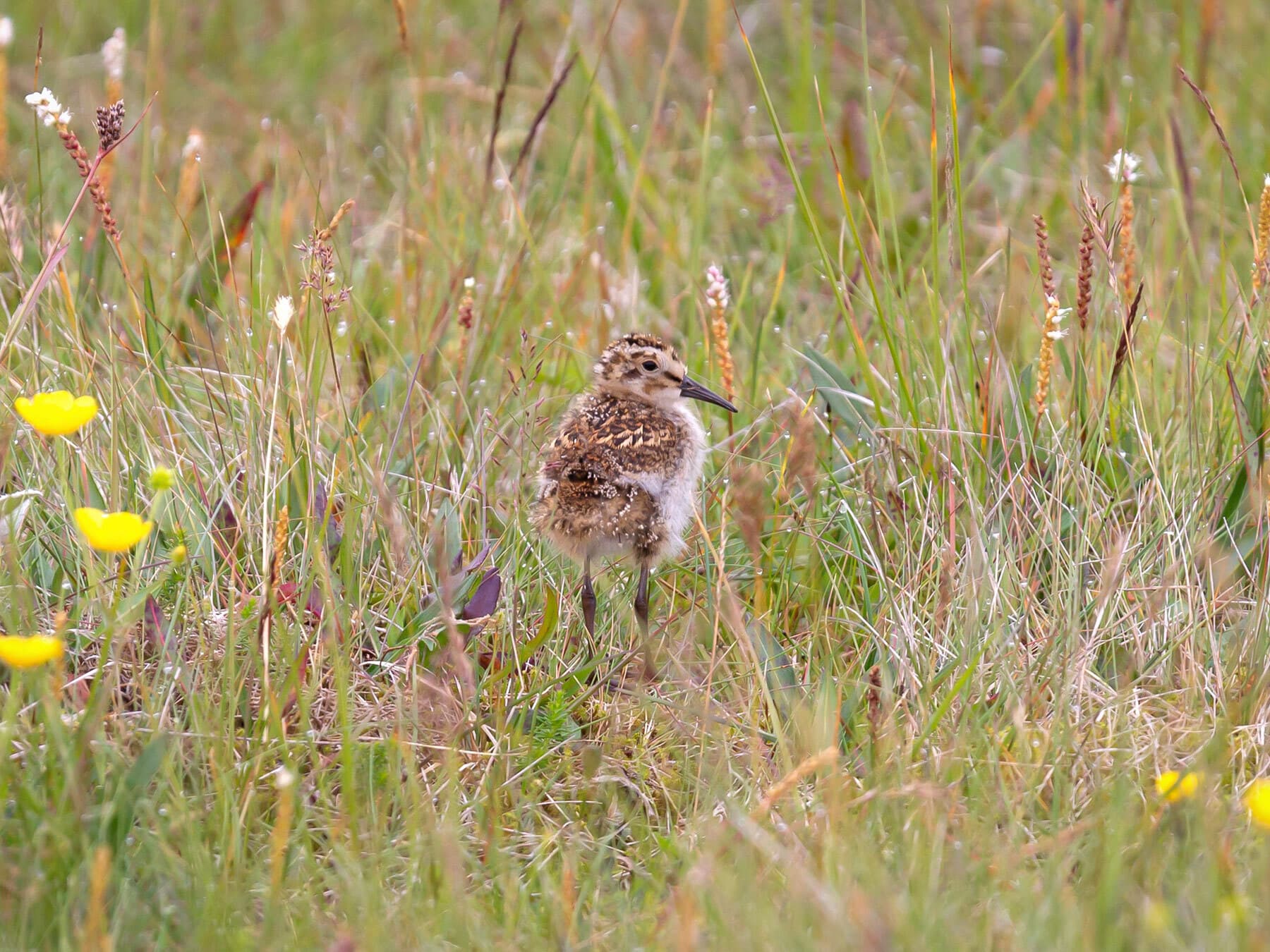 Dunlin chick amongst the grass