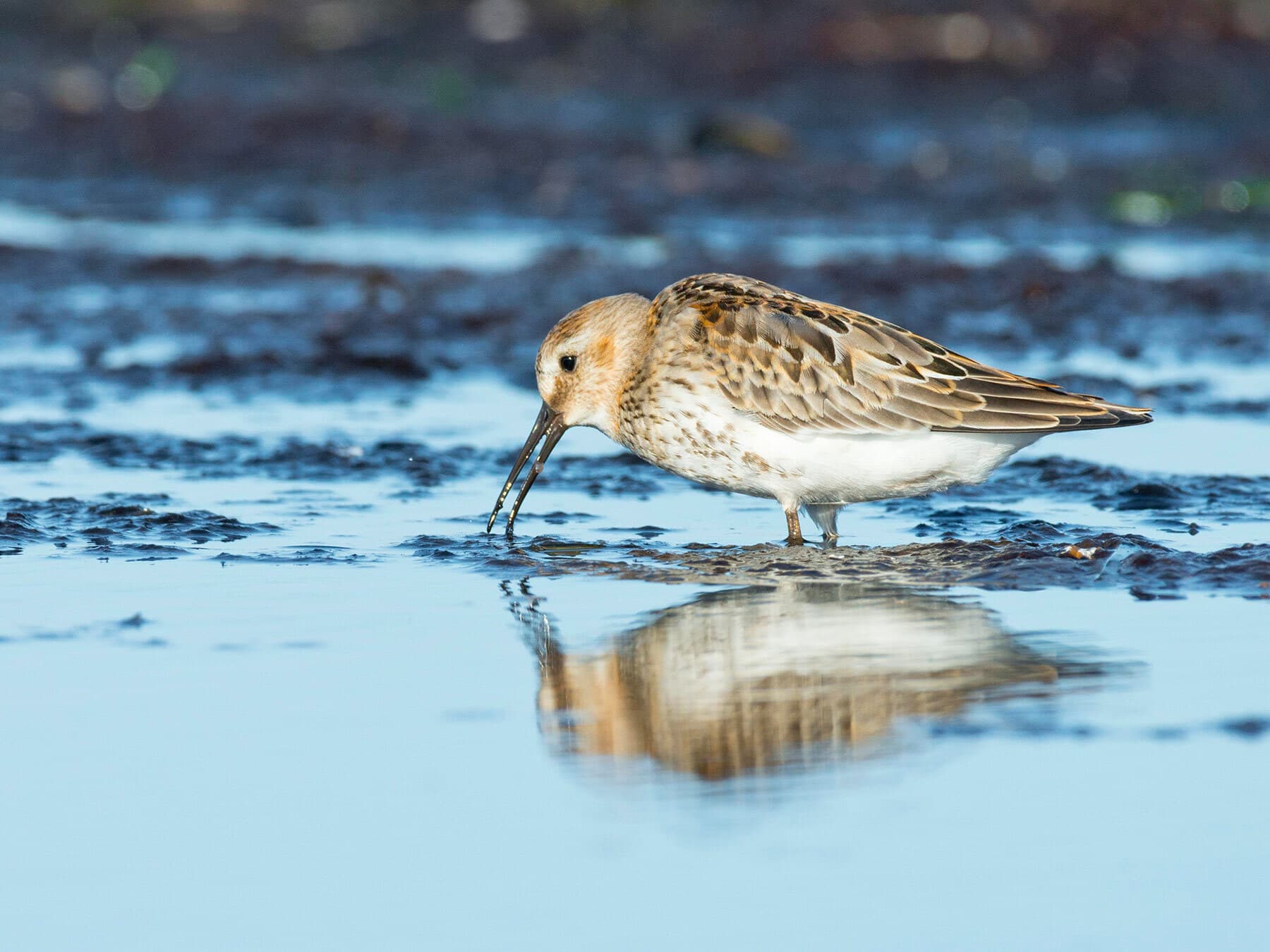 Close up of a Dunlin foraging for food in the water
