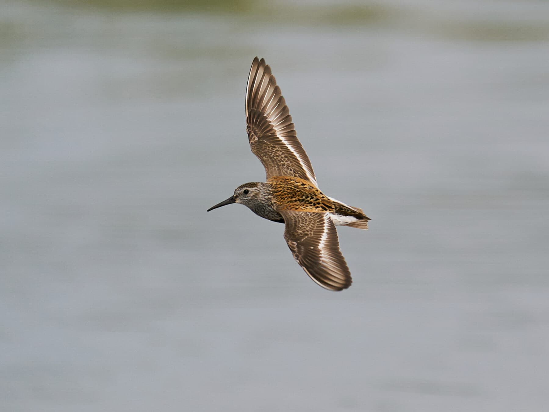 Dunlin in flight