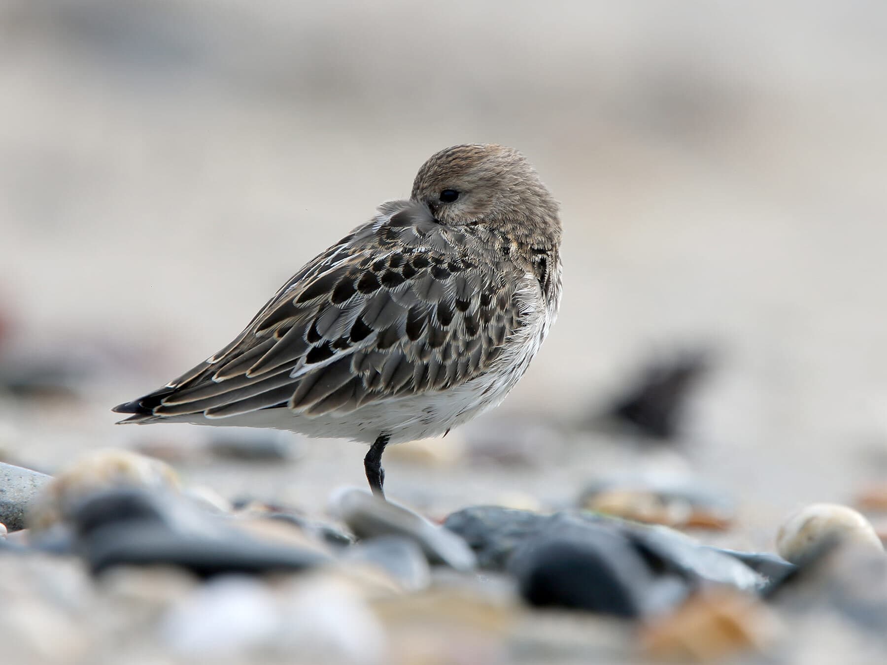 Dunlin winter plumage