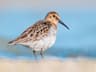 Dunlin