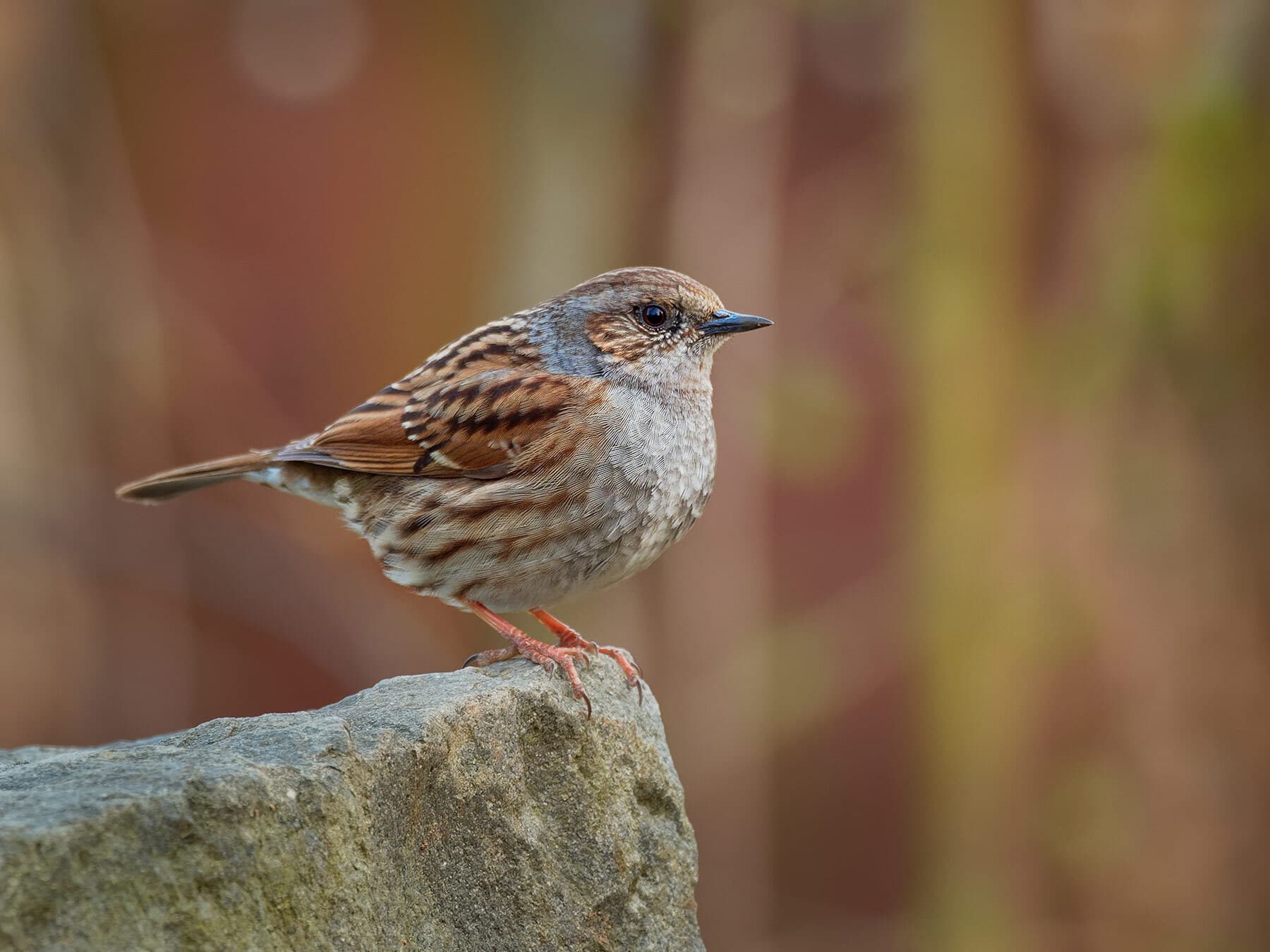 Dunnock 1