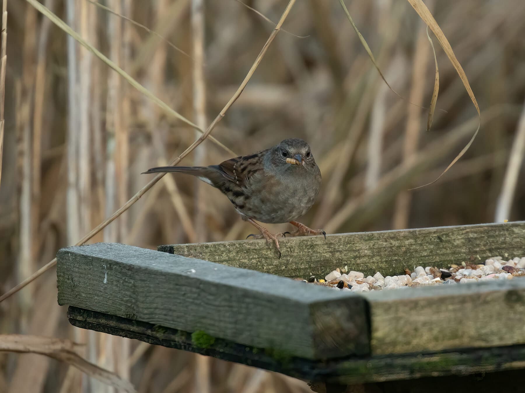 Dunnock eating seeds in winter