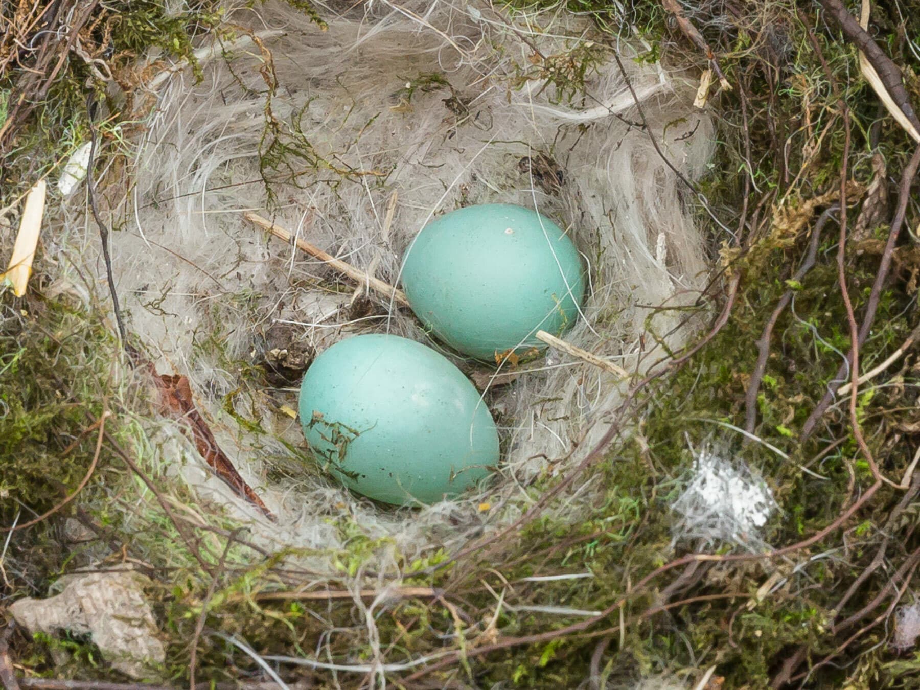 Small, unmarked bright blue Dunnock eggs in a mossy nest