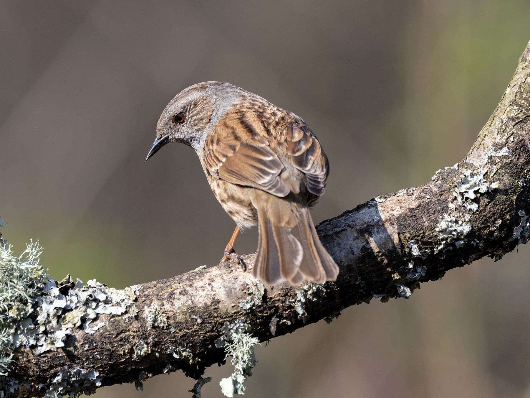 Dunnock perched on a branch