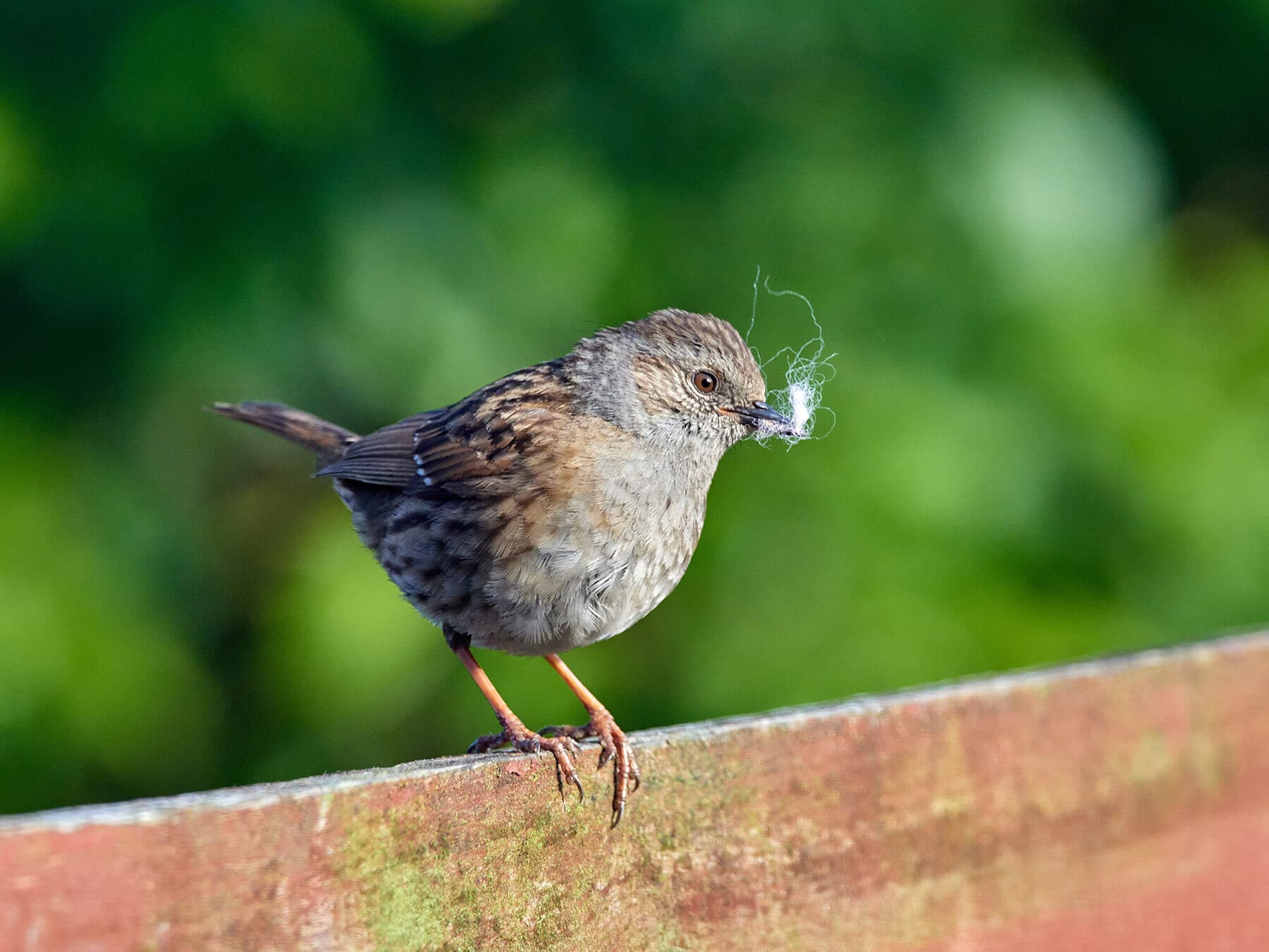 Dunnock gathering nesting material