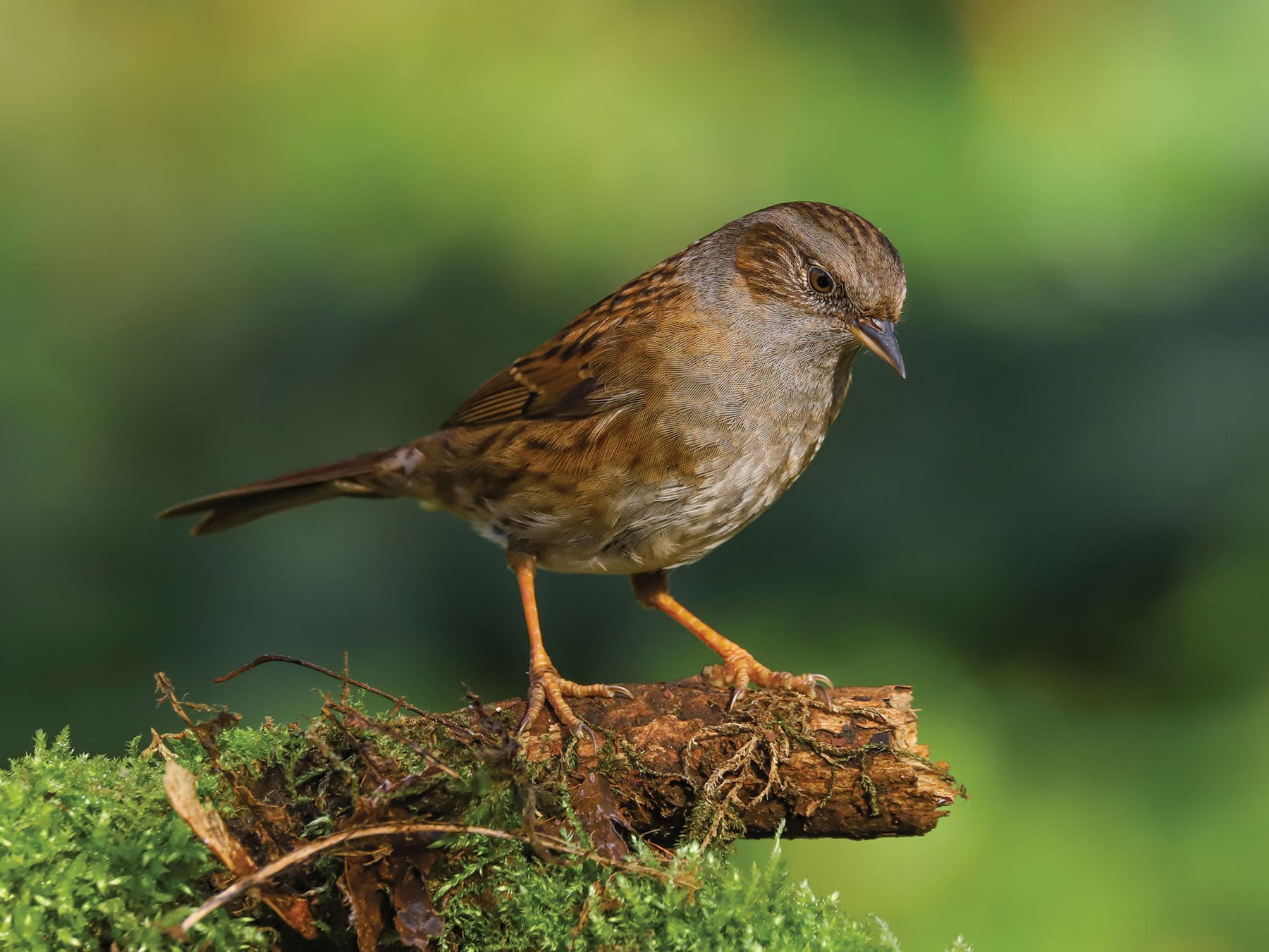 Dunnock in its natural habitat