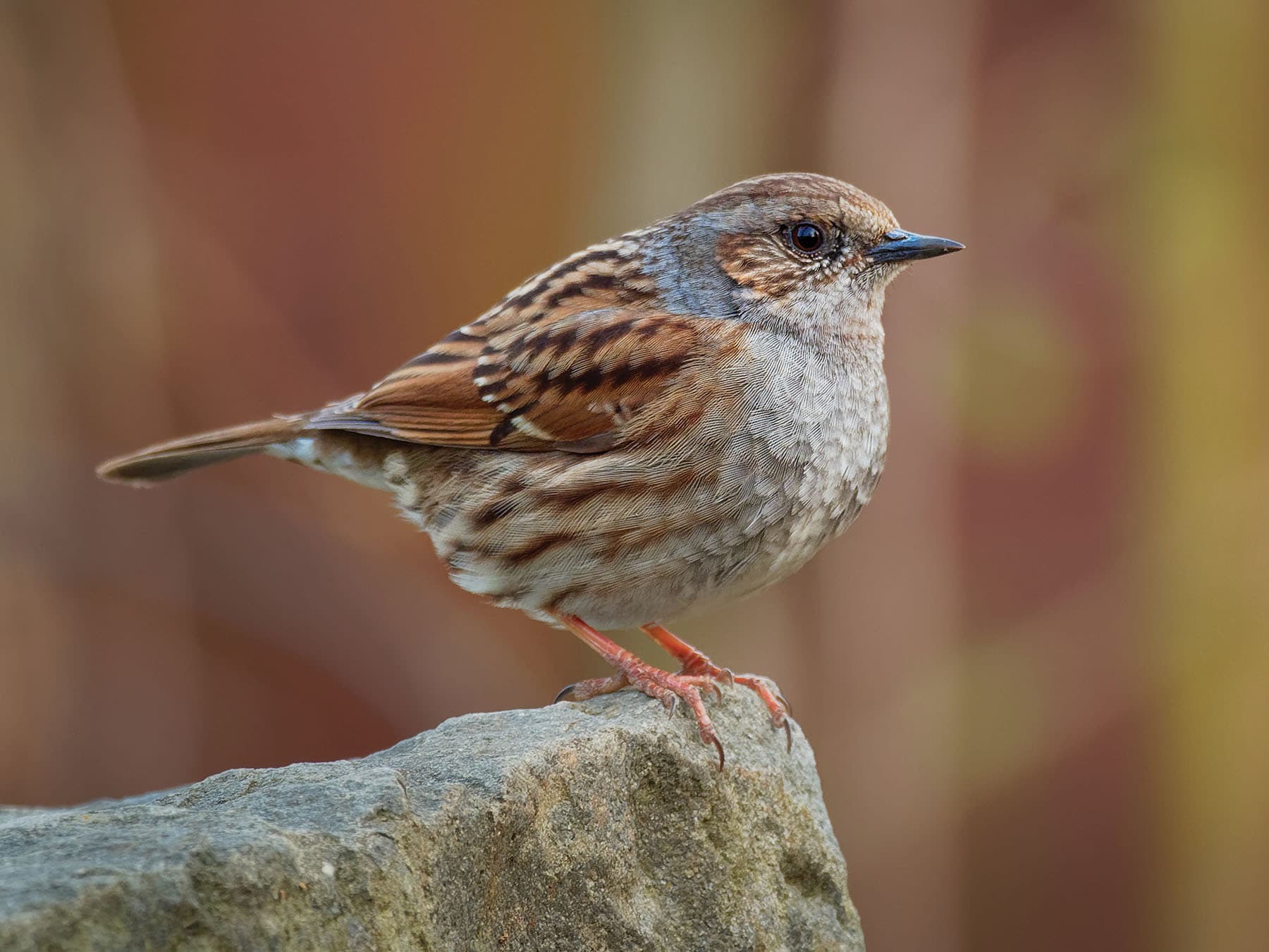 Close up of a perched Dunnock