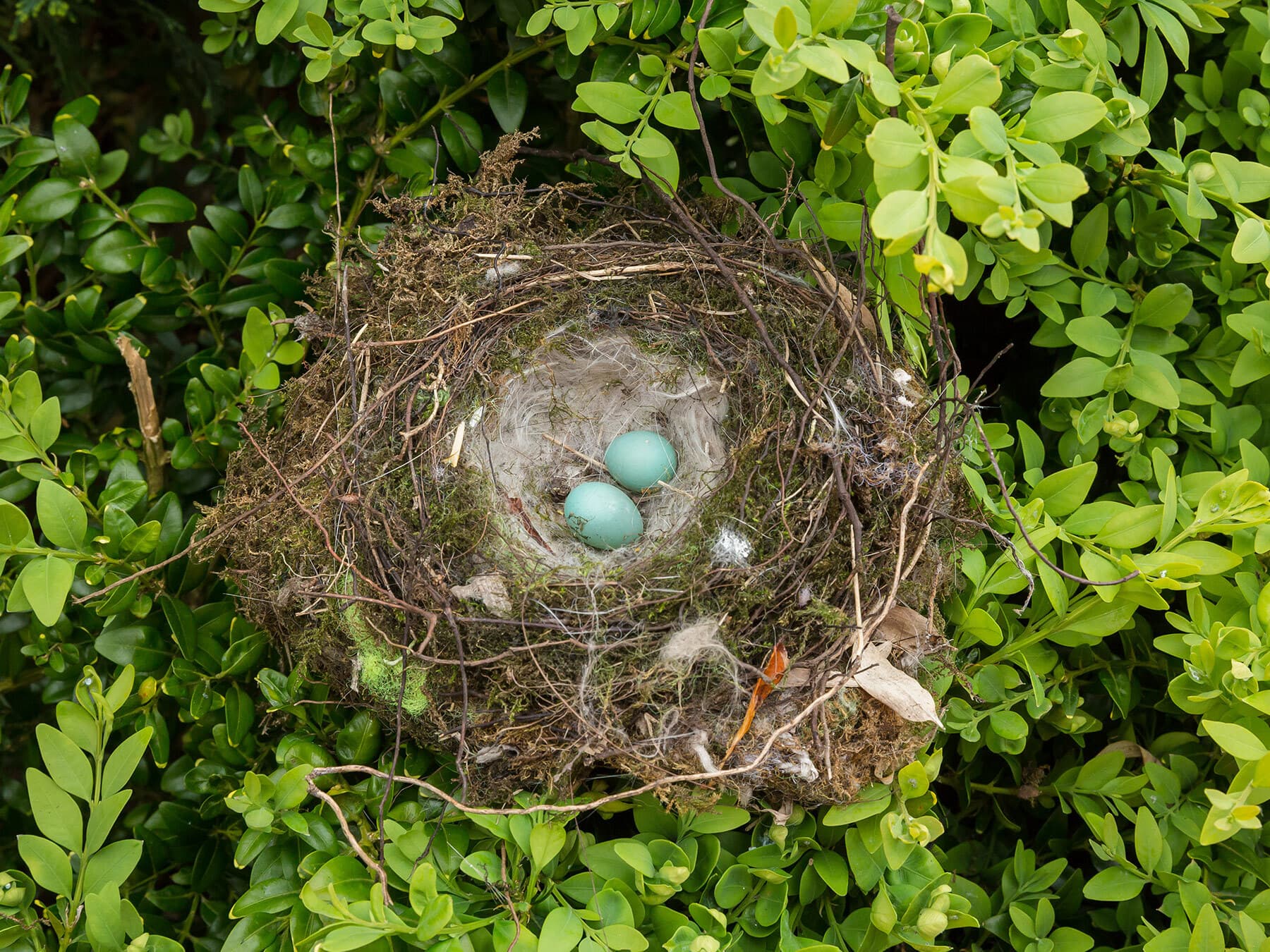 Dunnock nest