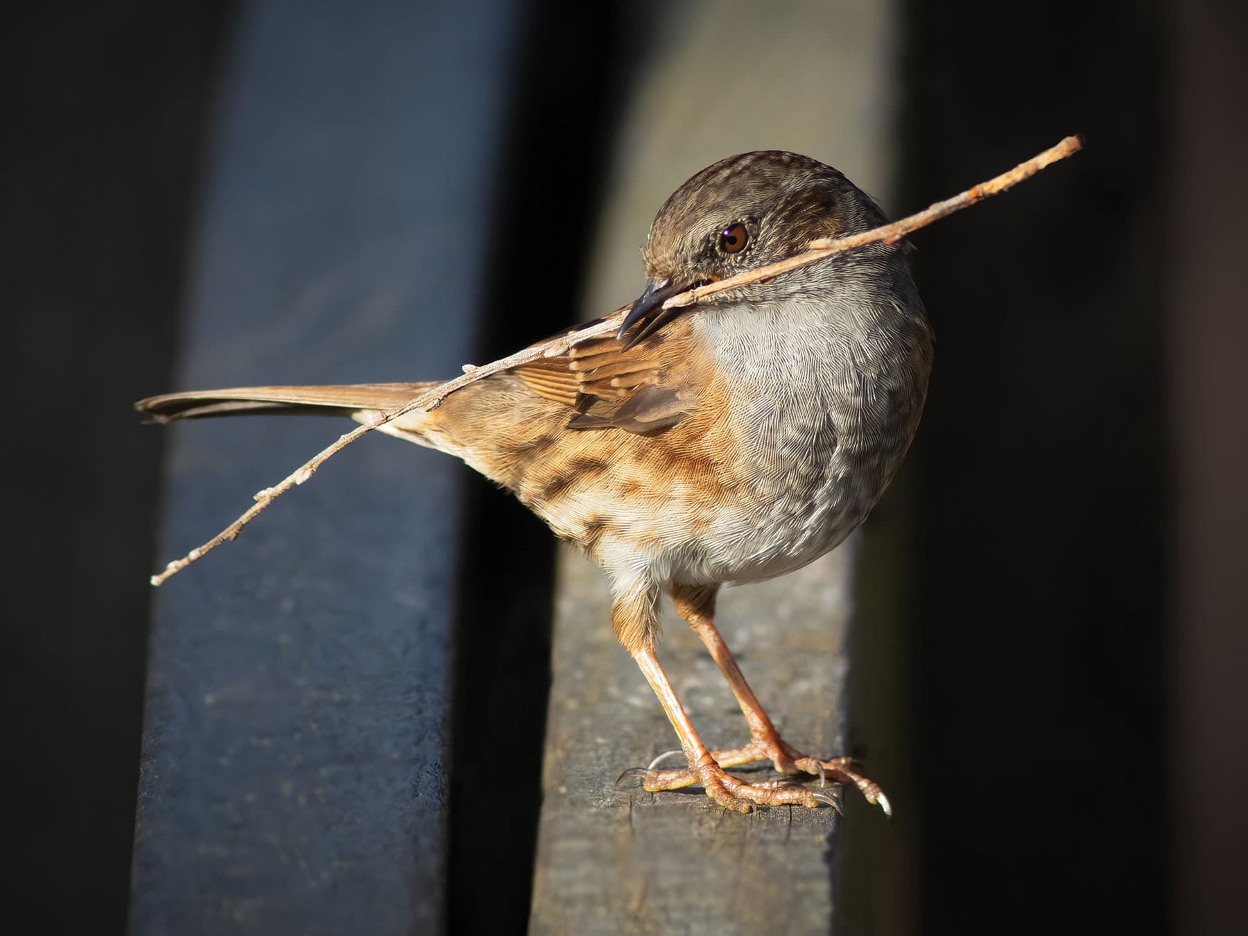 Dunnock gathering materials to build a nest