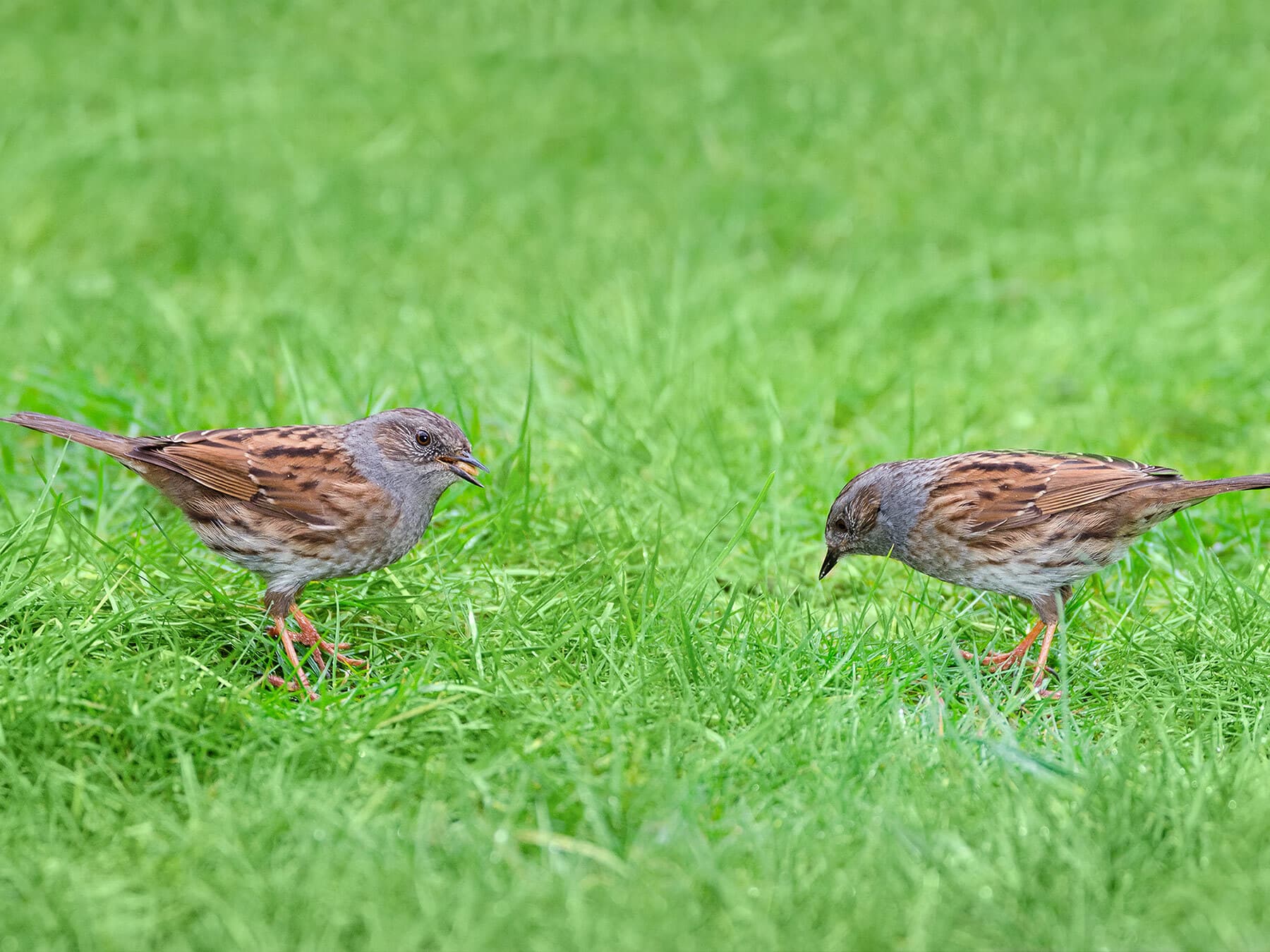 Dunnock pair eating seeds