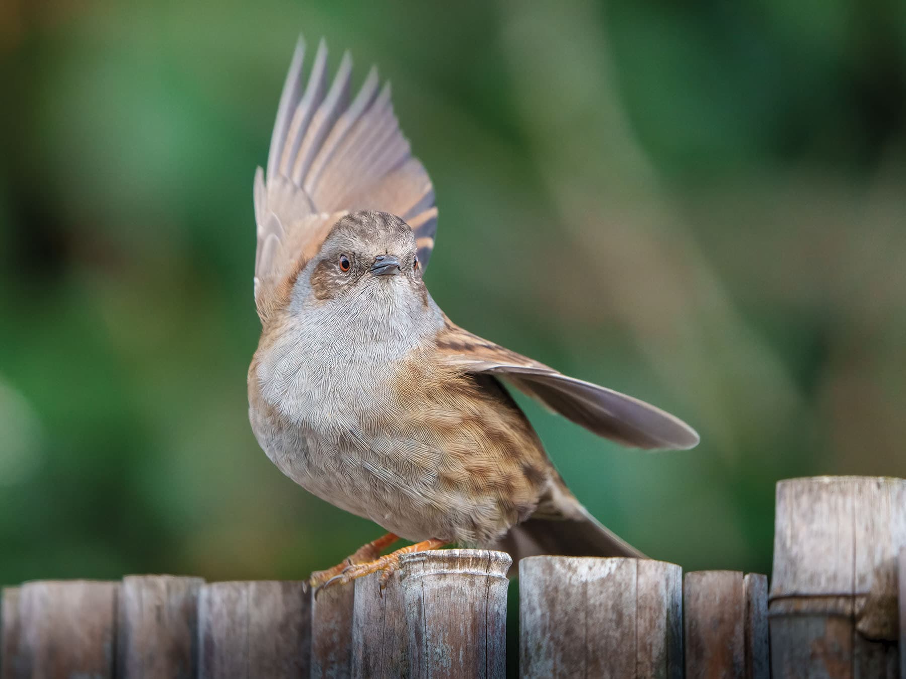 Dunnock perched on a fence